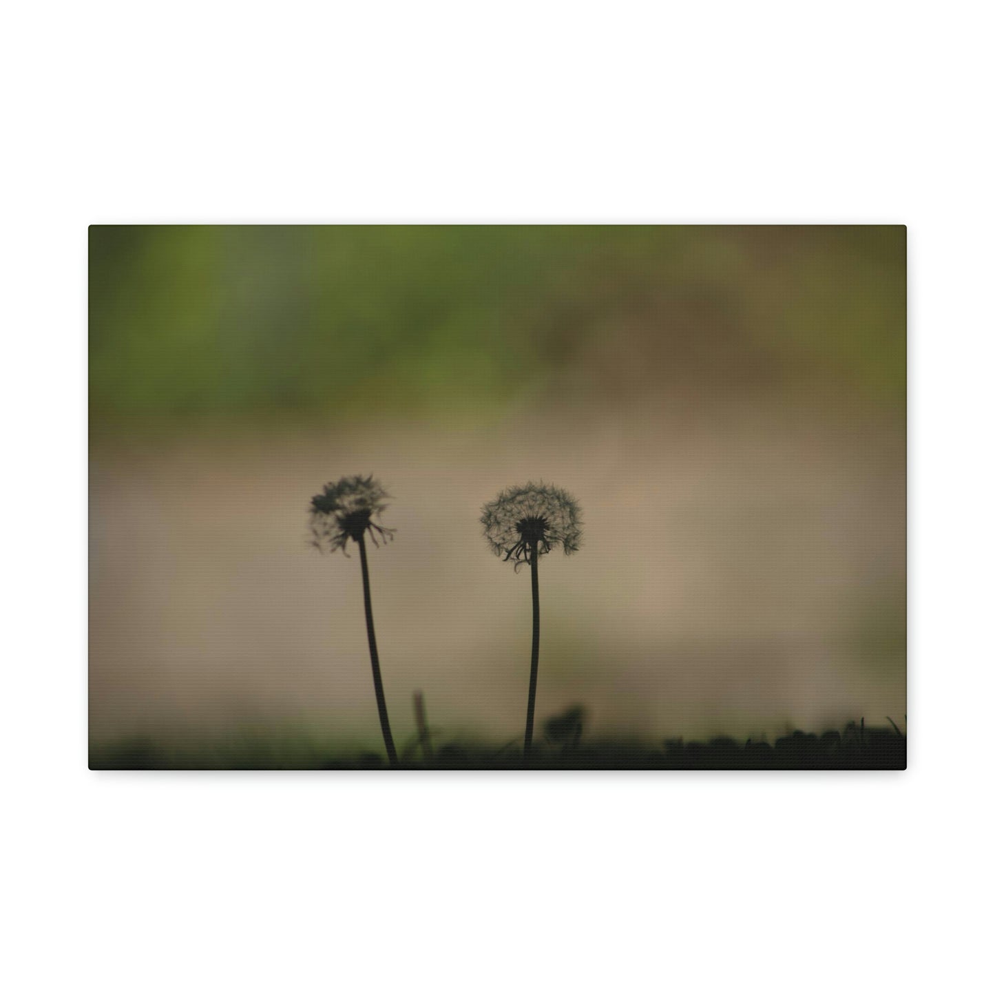 Dandelions Opposing Part 1 Canvas