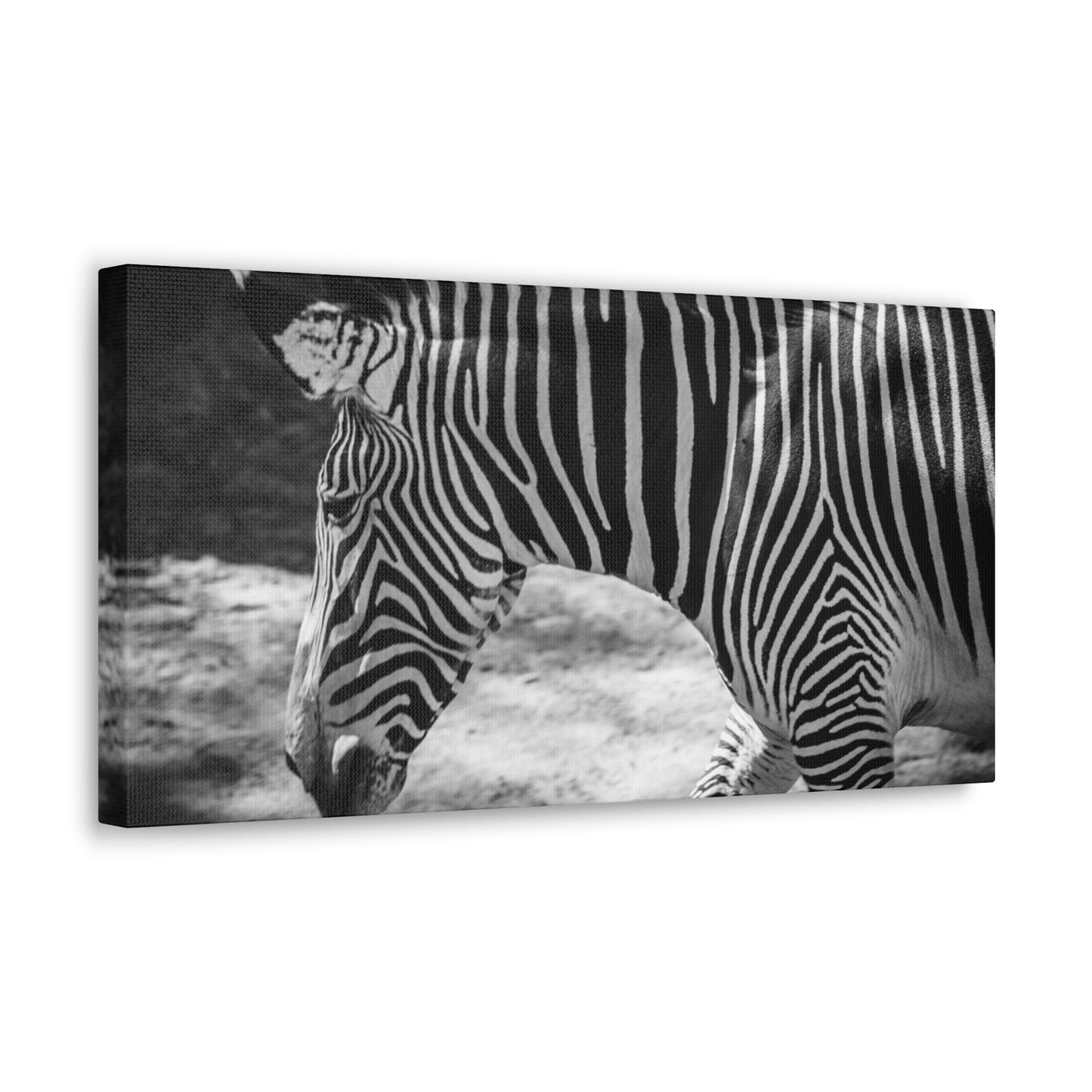 Zebra Bowing Canvas