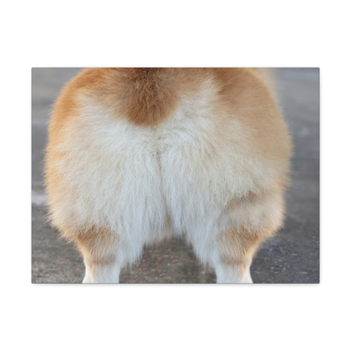 Corgi Butt Canvas