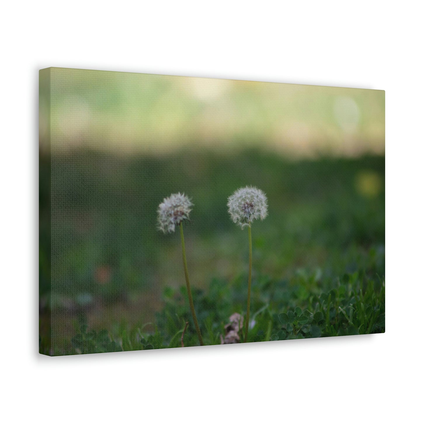 Dandelions Opposing Part 2 Canvas