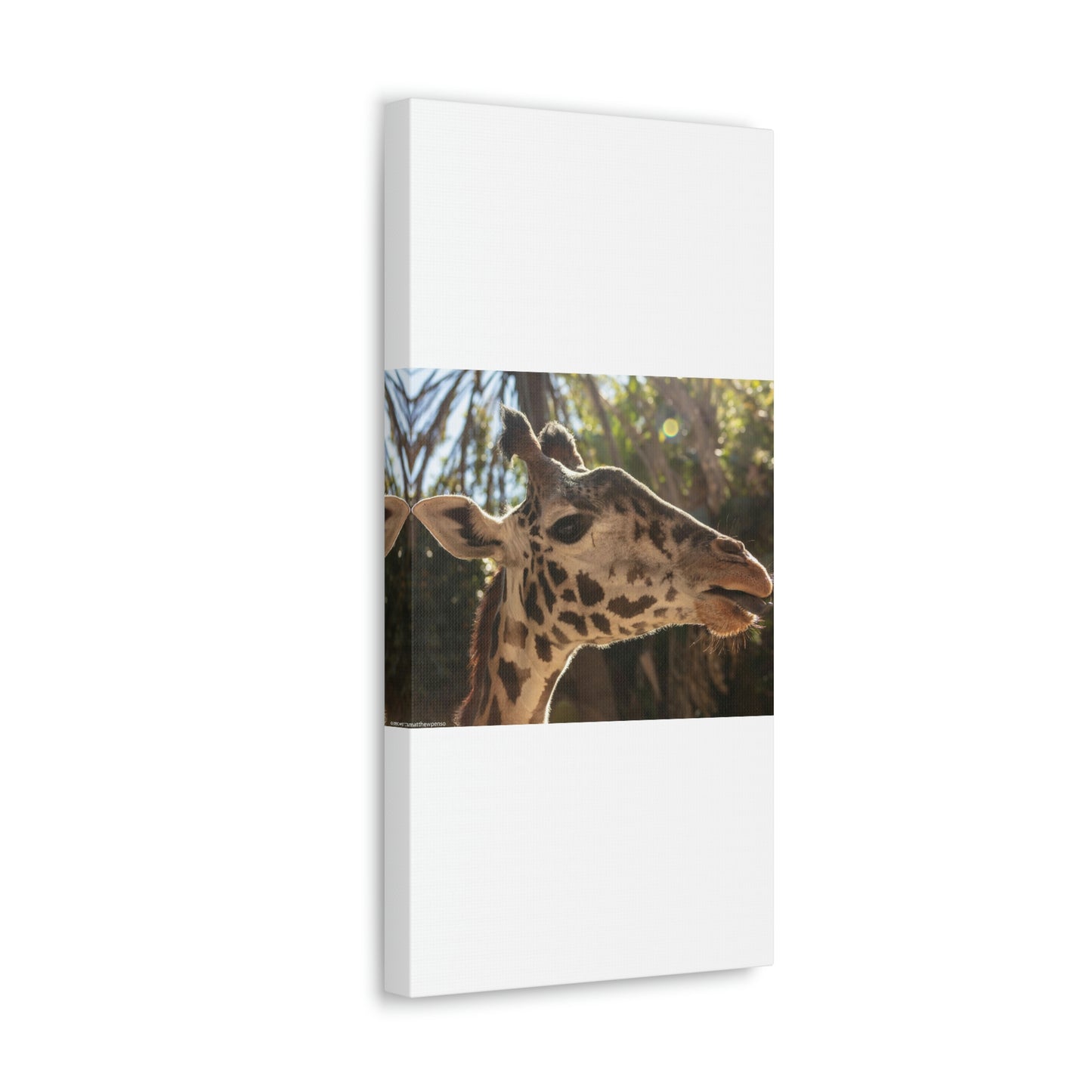 Smiling Giraffe Canvas