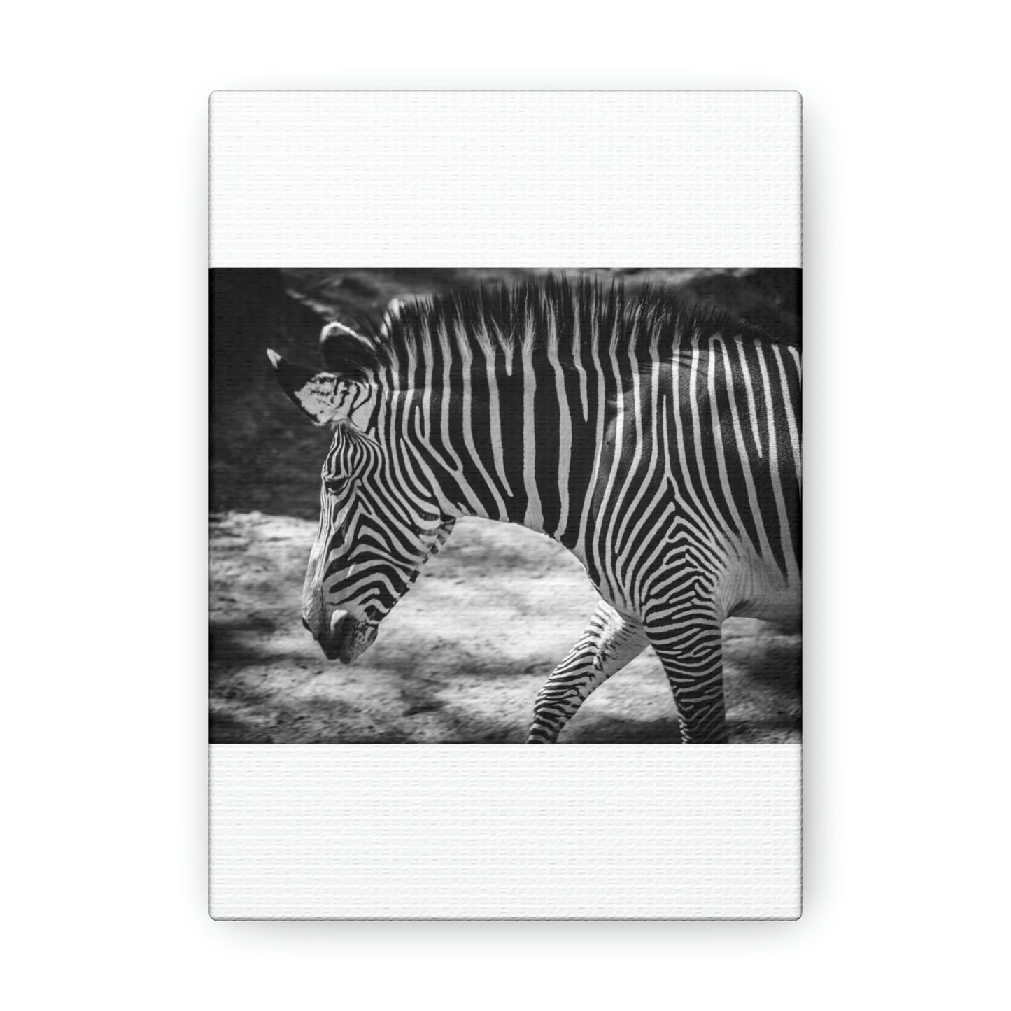 Zebra Bowing Canvas