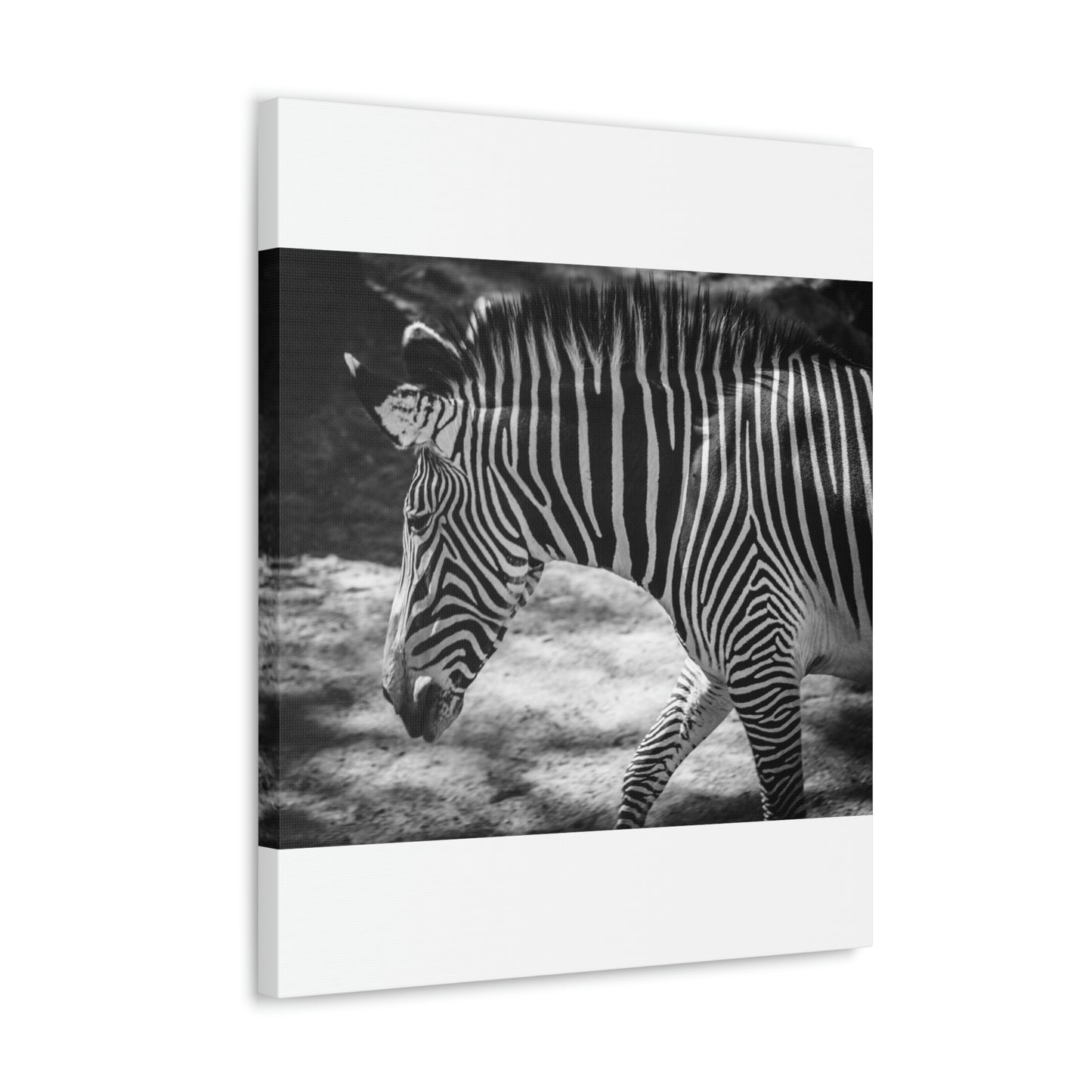 Zebra Bowing Canvas