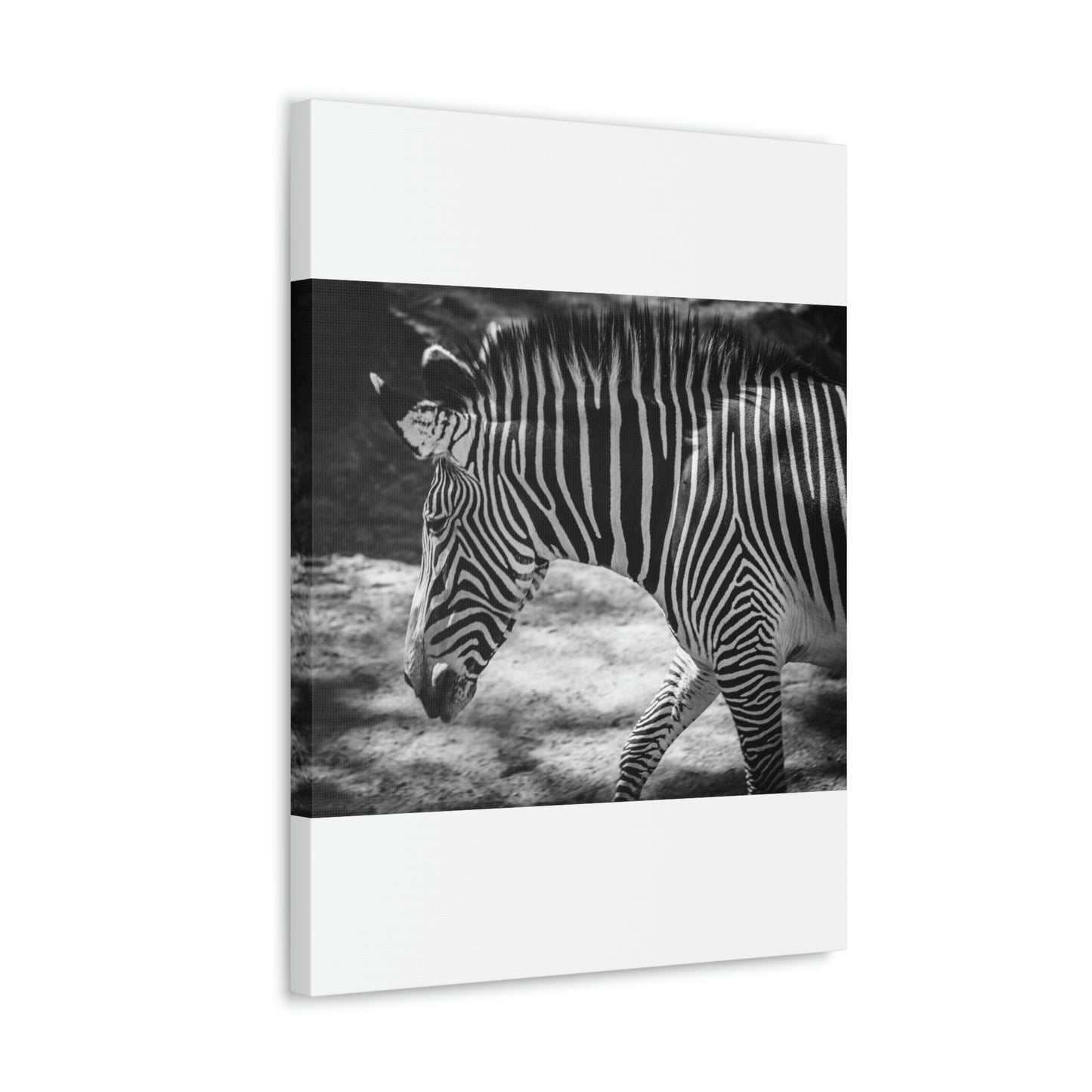 Zebra Bowing Canvas