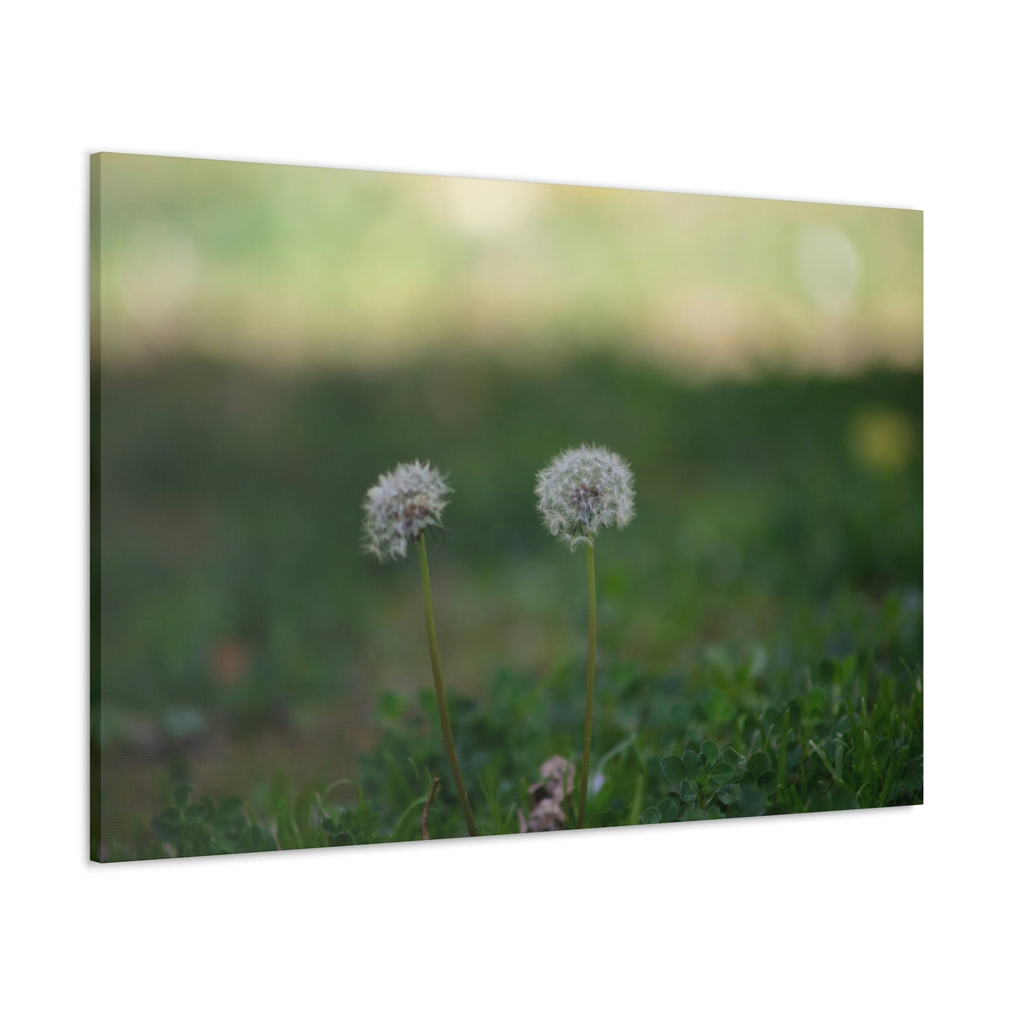 Dandelions Opposing Part 2 Canvas