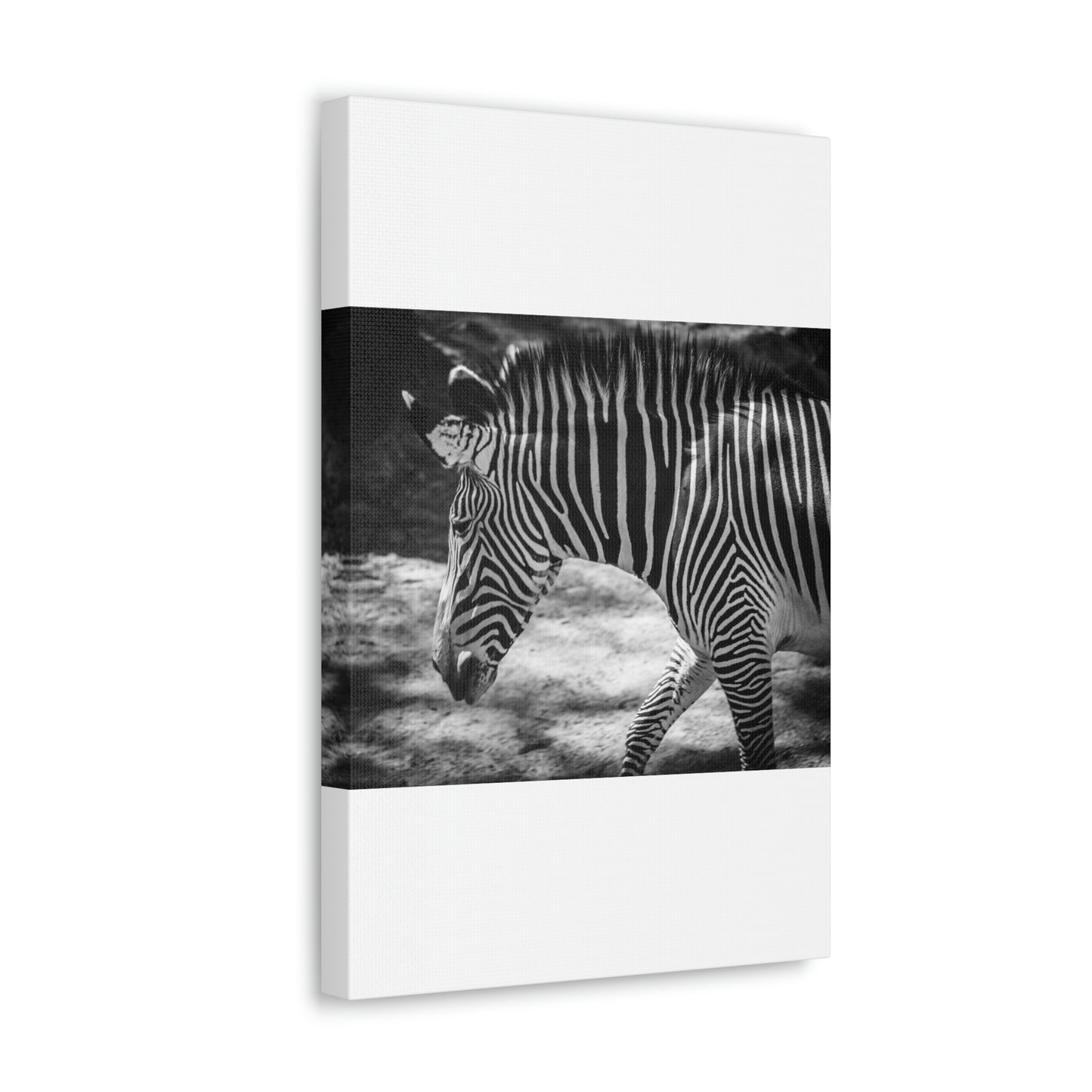 Zebra Bowing Canvas