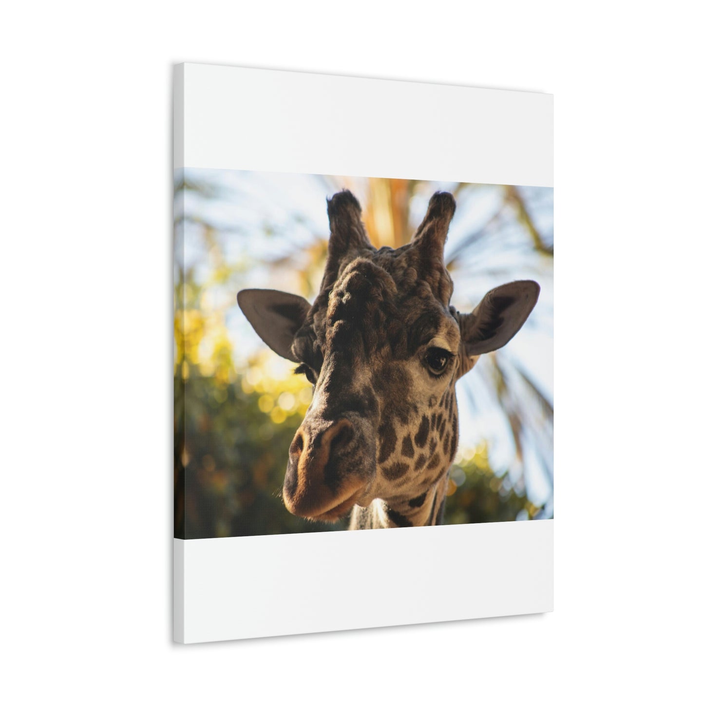 The Giraffe Says Hello Canvas