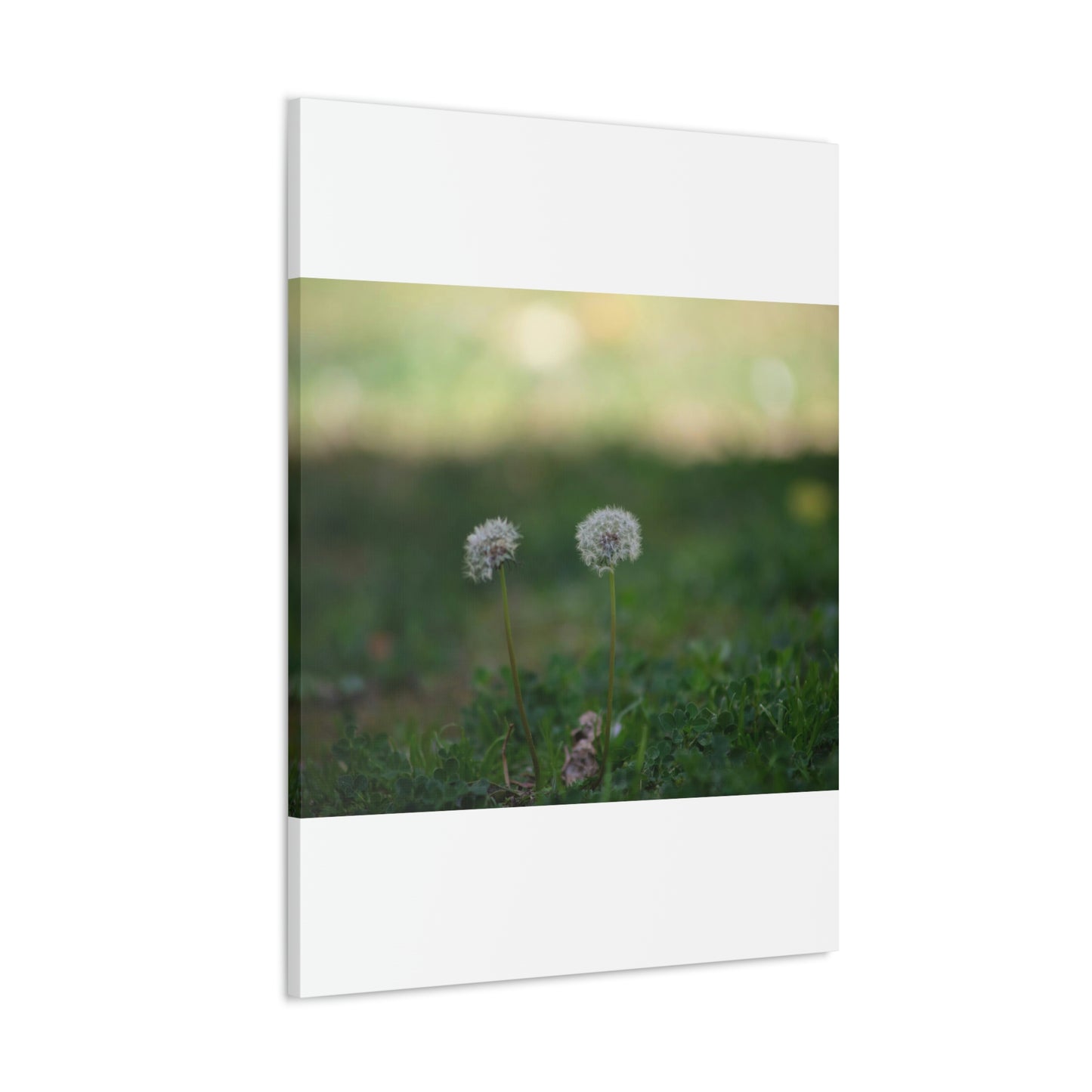 Dandelions Opposing Part 2 Canvas