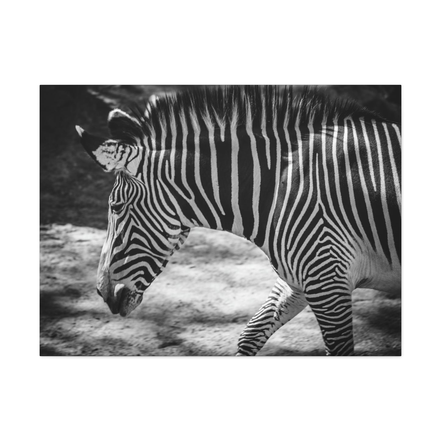 Zebra Bowing Canvas