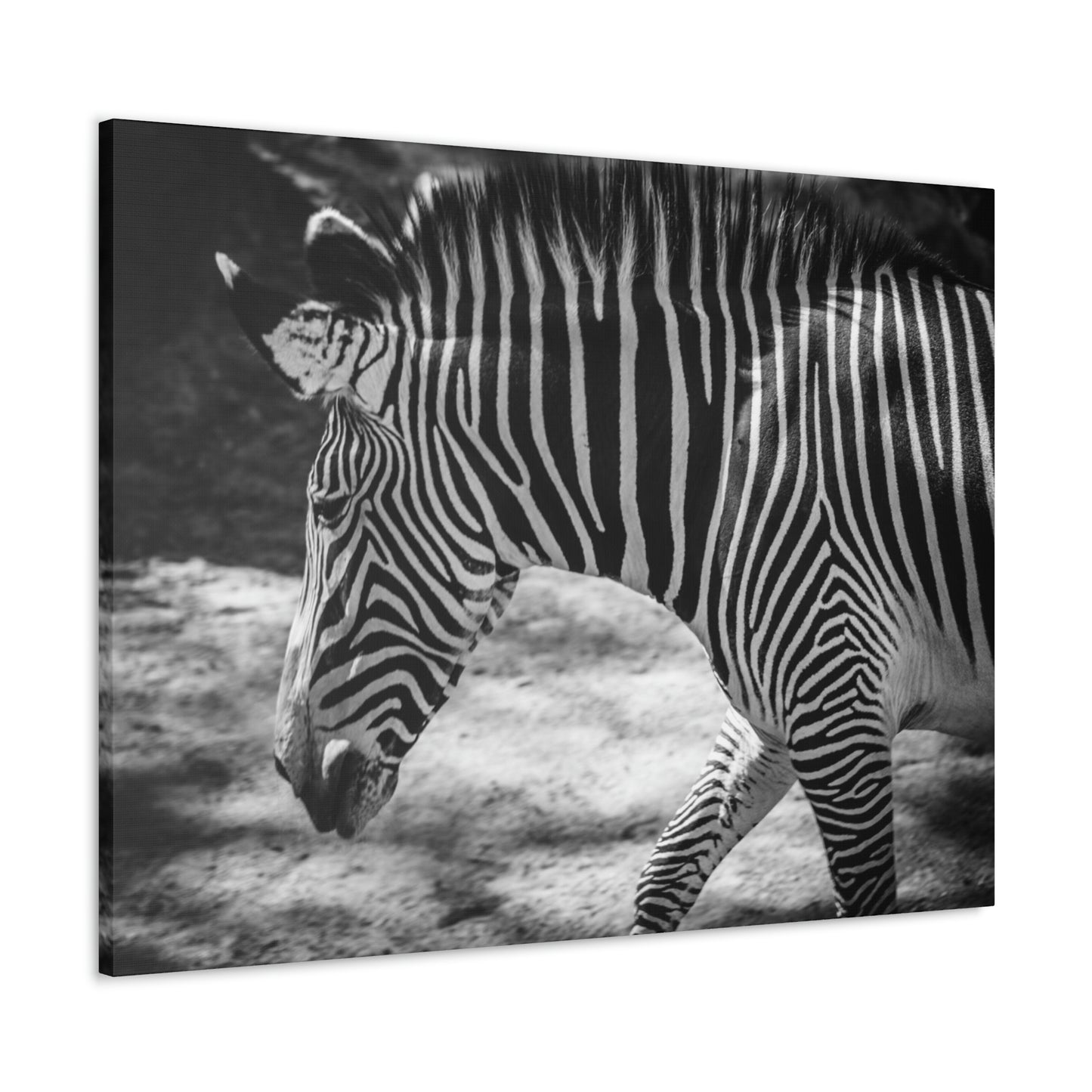 Zebra Bowing Canvas