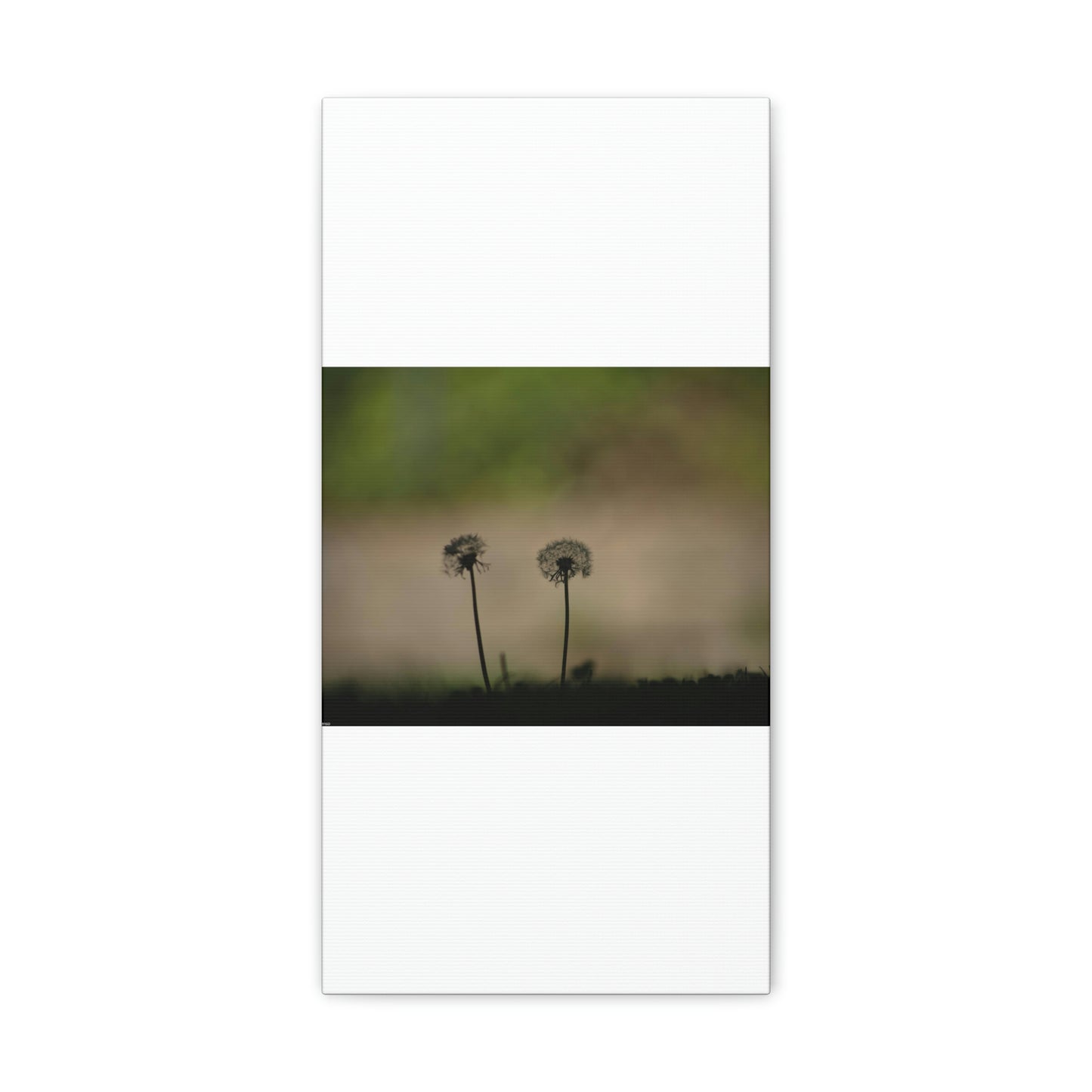 Dandelions Opposing Part 1 Canvas