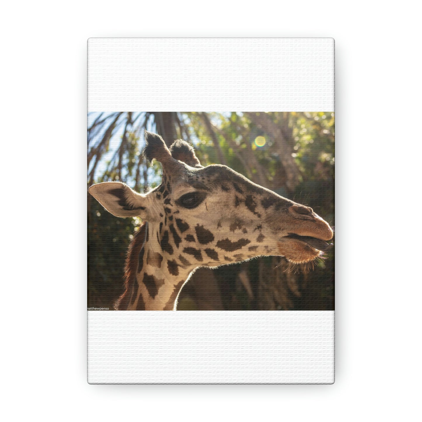 Smiling Giraffe Canvas