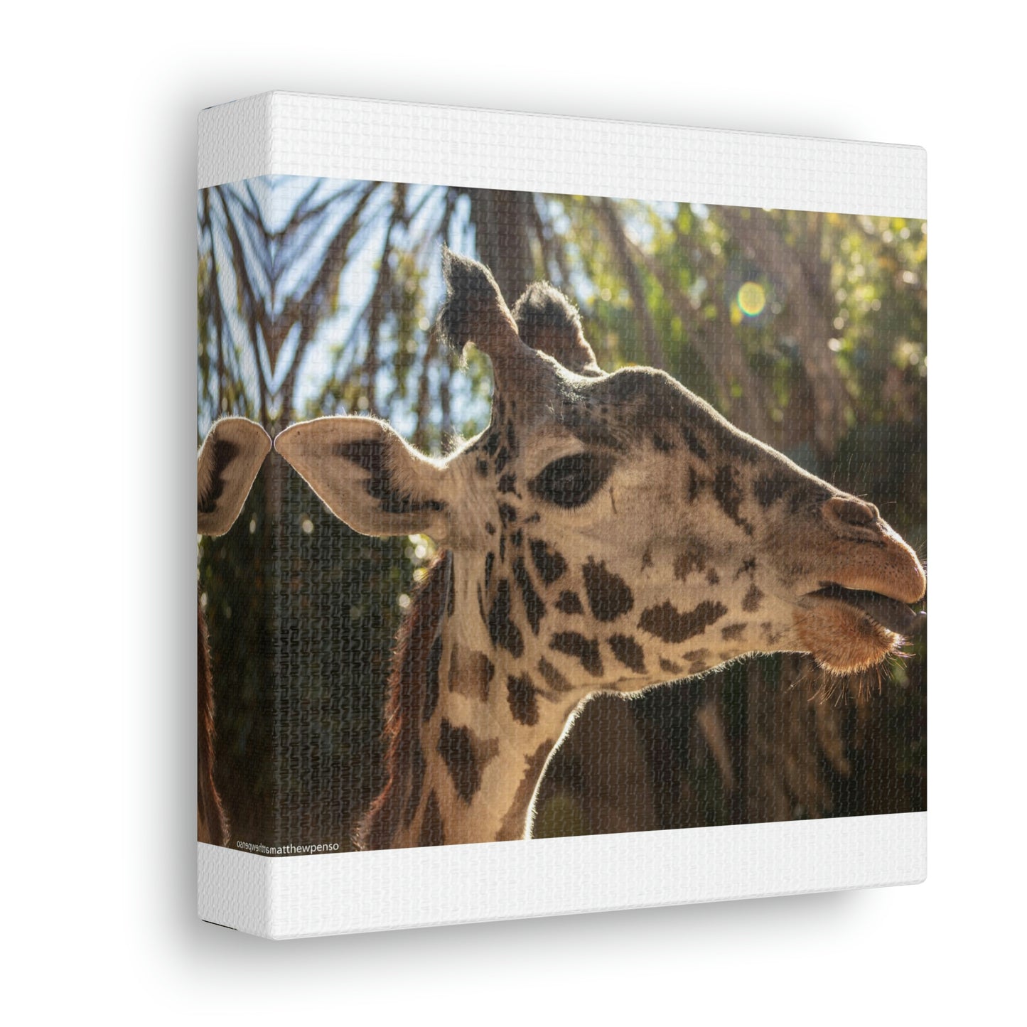 Smiling Giraffe Canvas