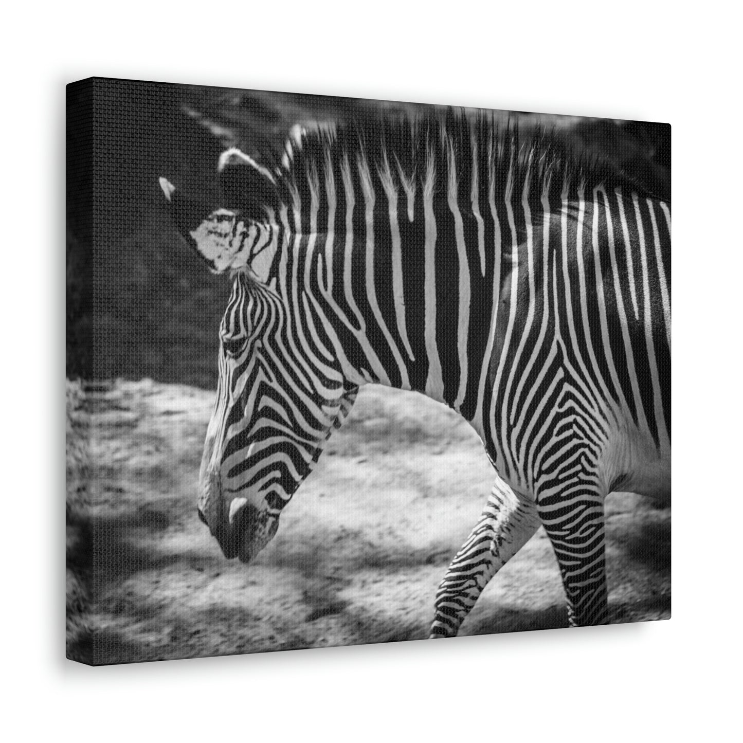 Zebra Bowing Canvas