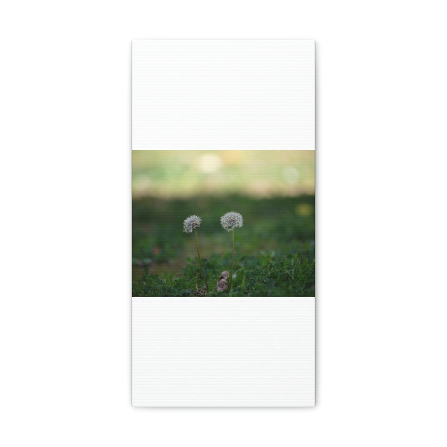 Dandelions Opposing Part 2 Canvas