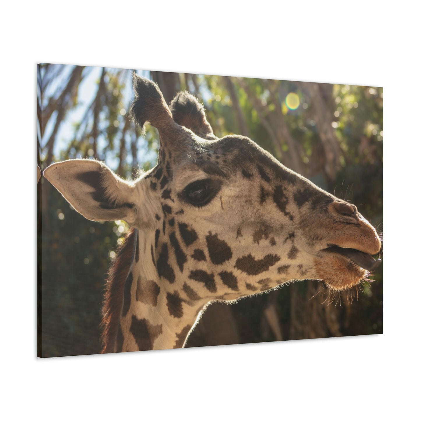 Smiling Giraffe Canvas