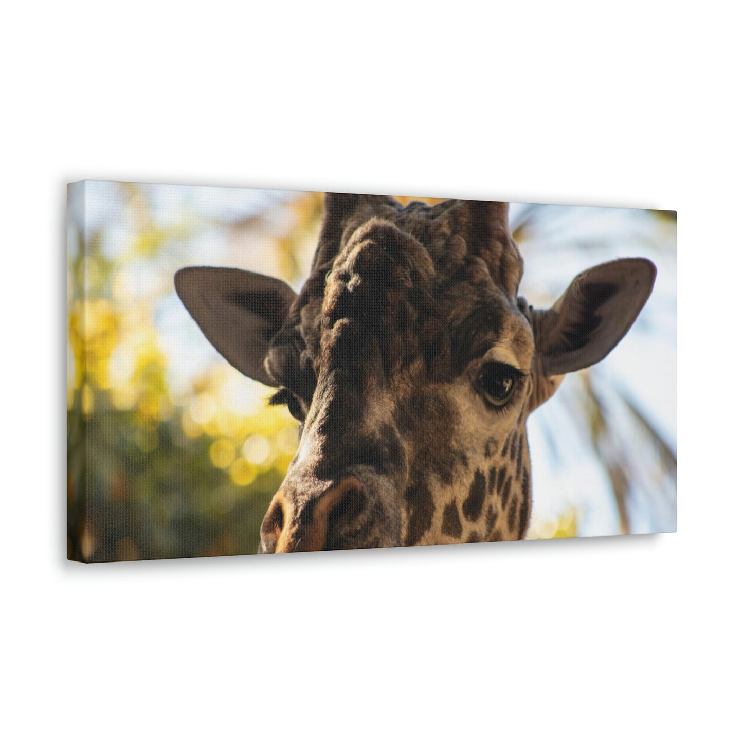 The Giraffe Says Hello Canvas