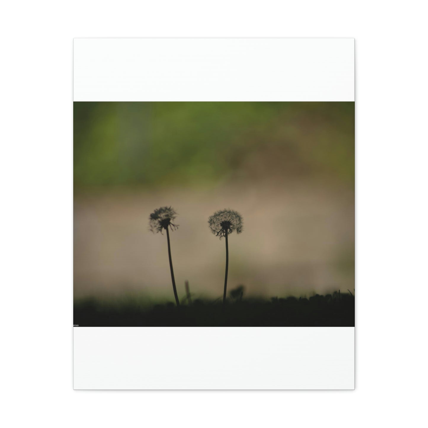 Dandelions Opposing Part 1 Canvas