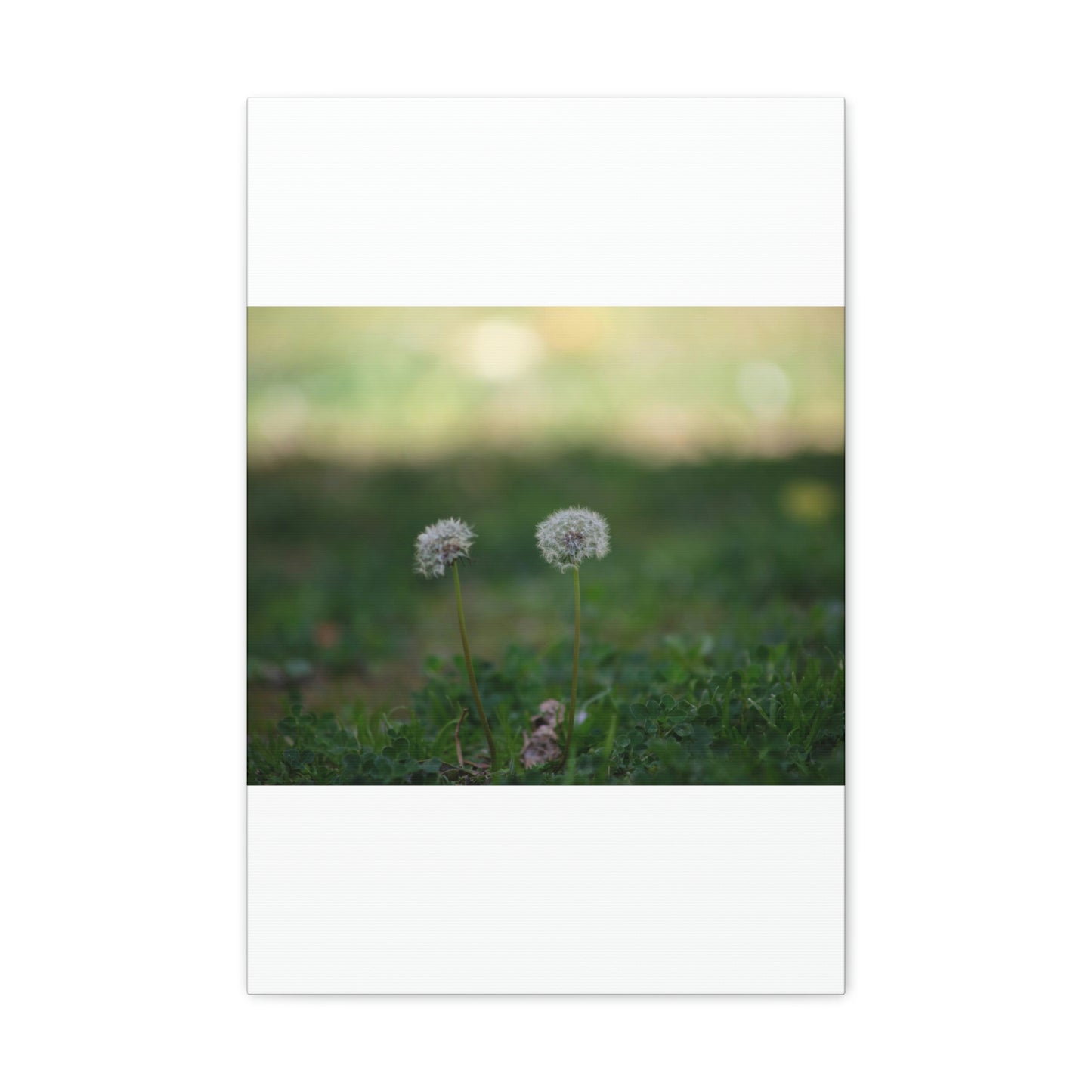 Dandelions Opposing Part 2 Canvas