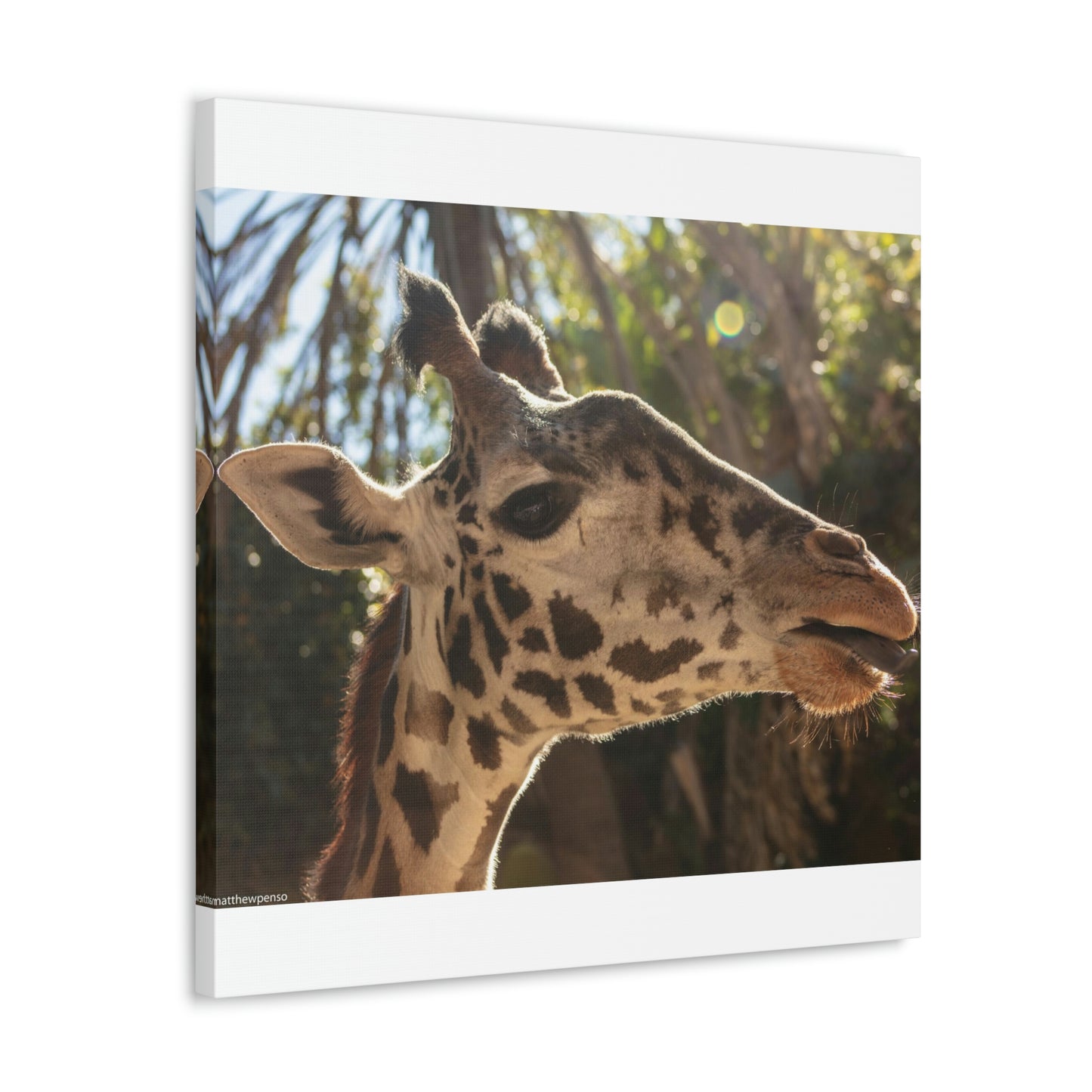 Smiling Giraffe Canvas