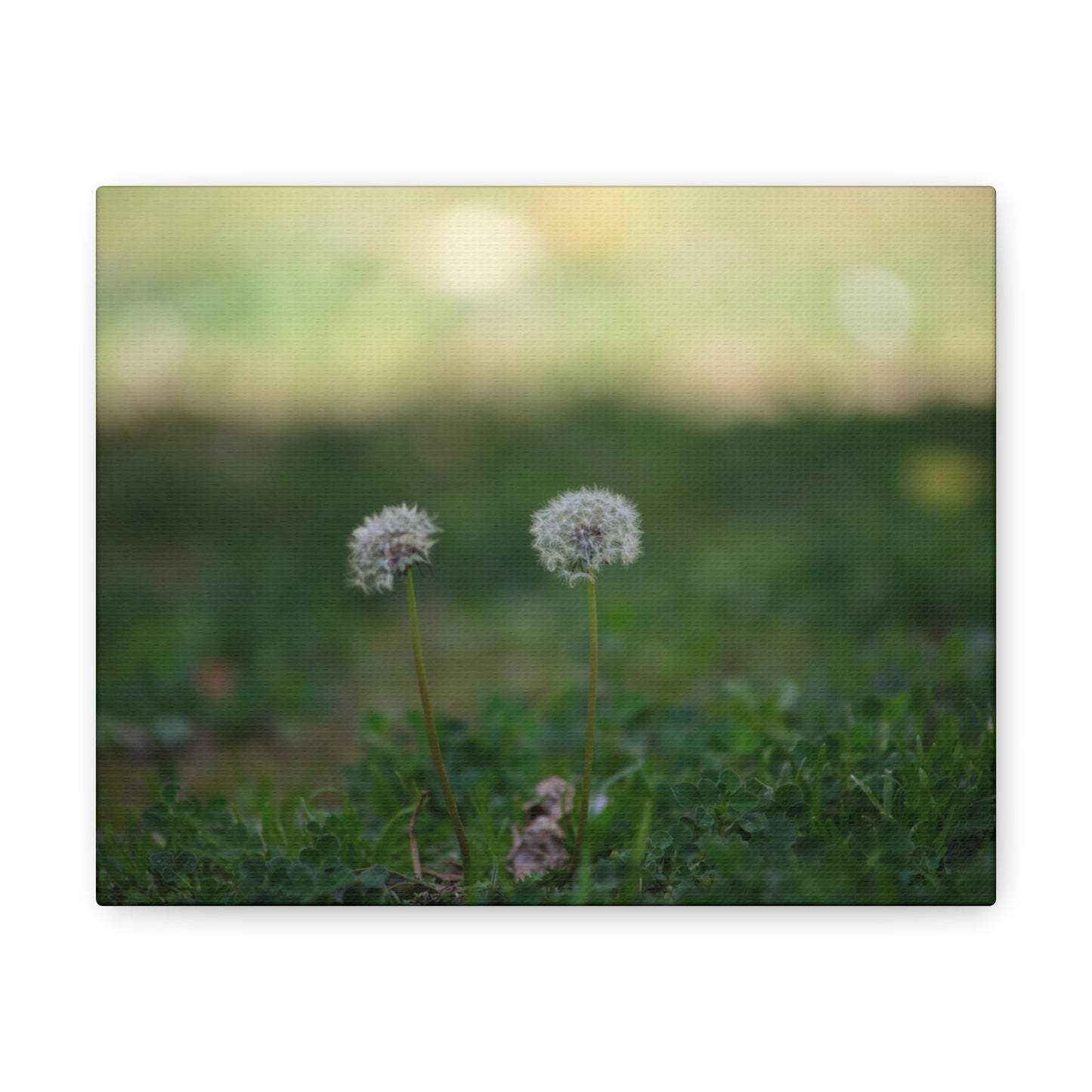 Dandelions Opposing Part 2 Canvas