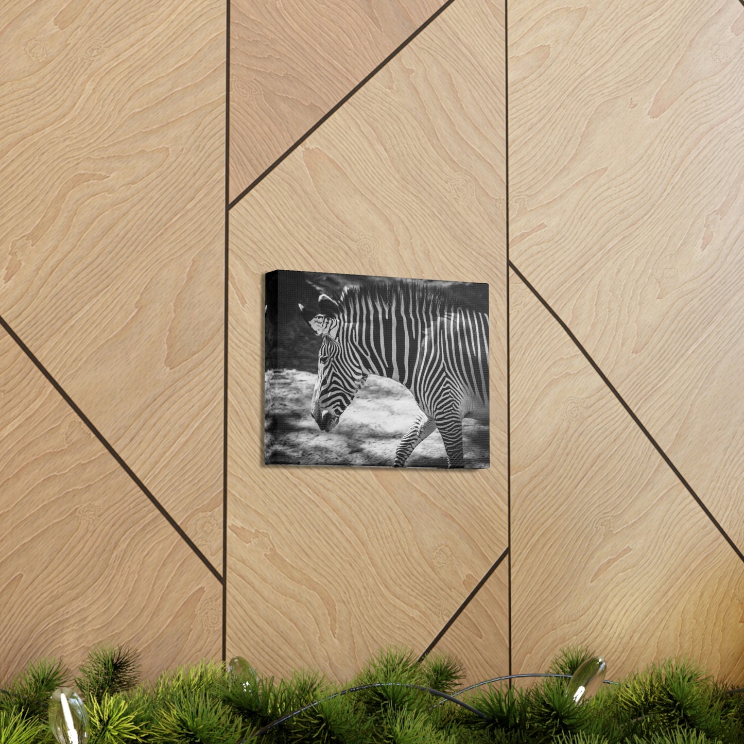 Zebra Bowing Canvas