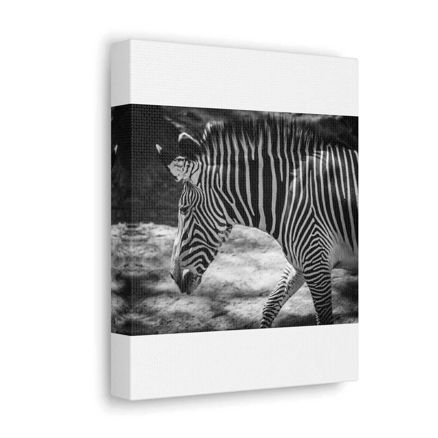 Zebra Bowing Canvas