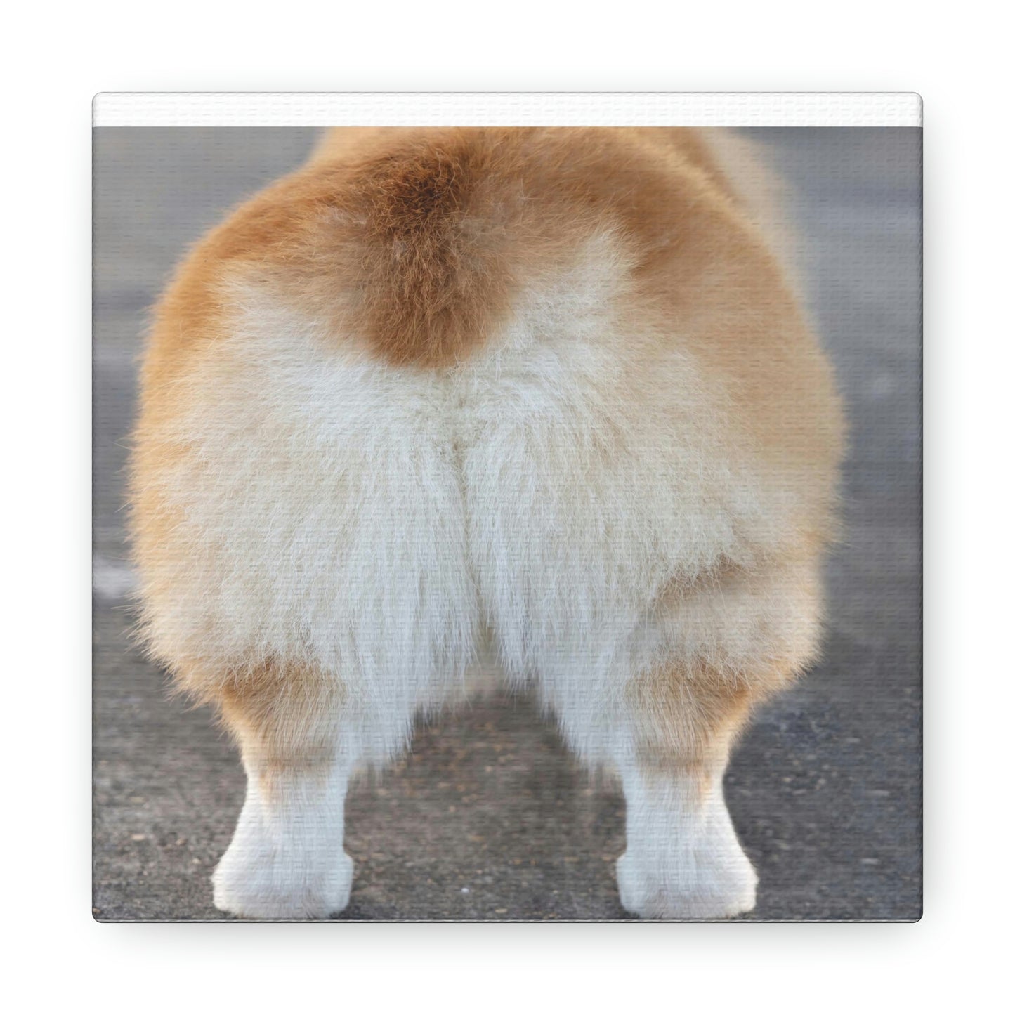 Corgi Butt Canvas