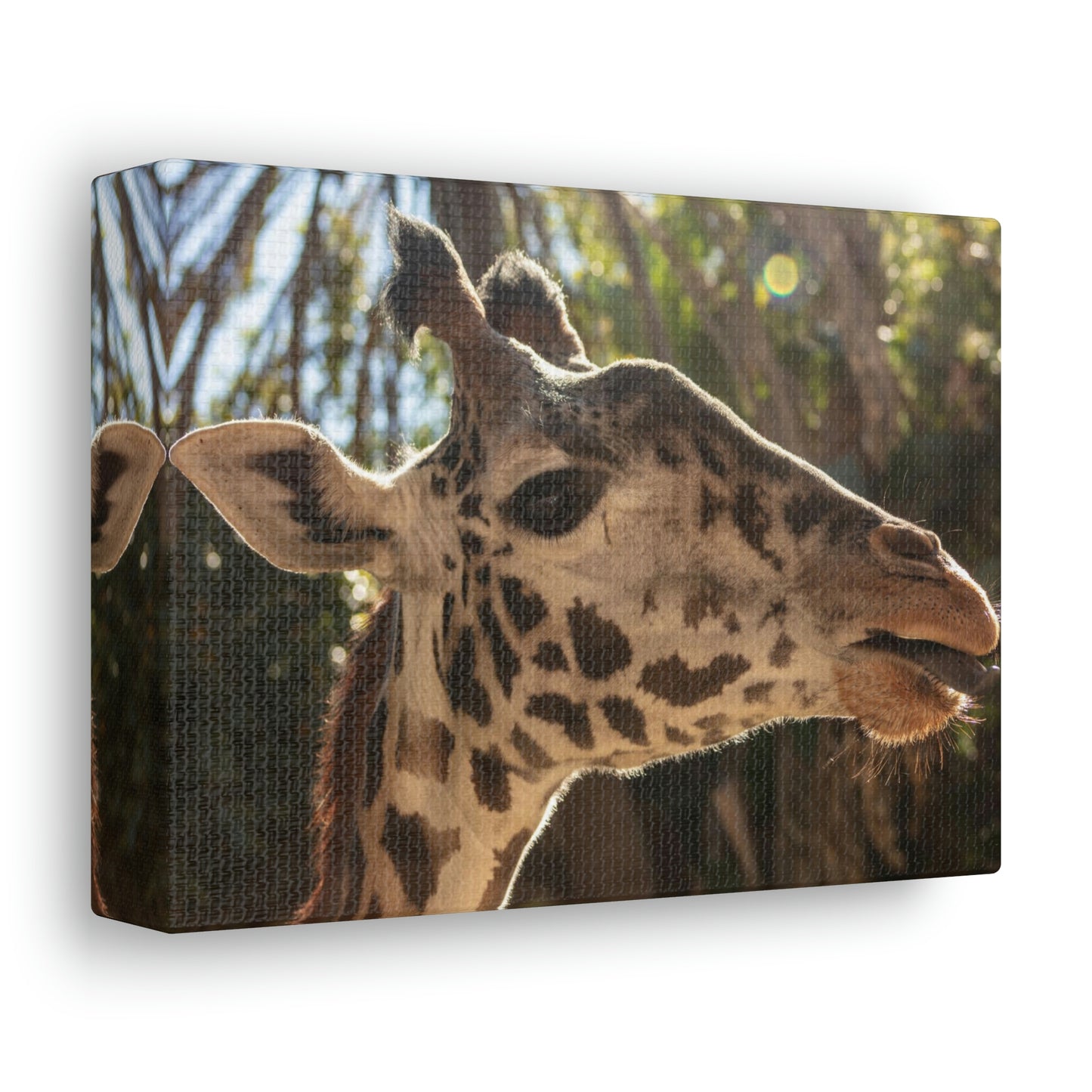 Smiling Giraffe Canvas