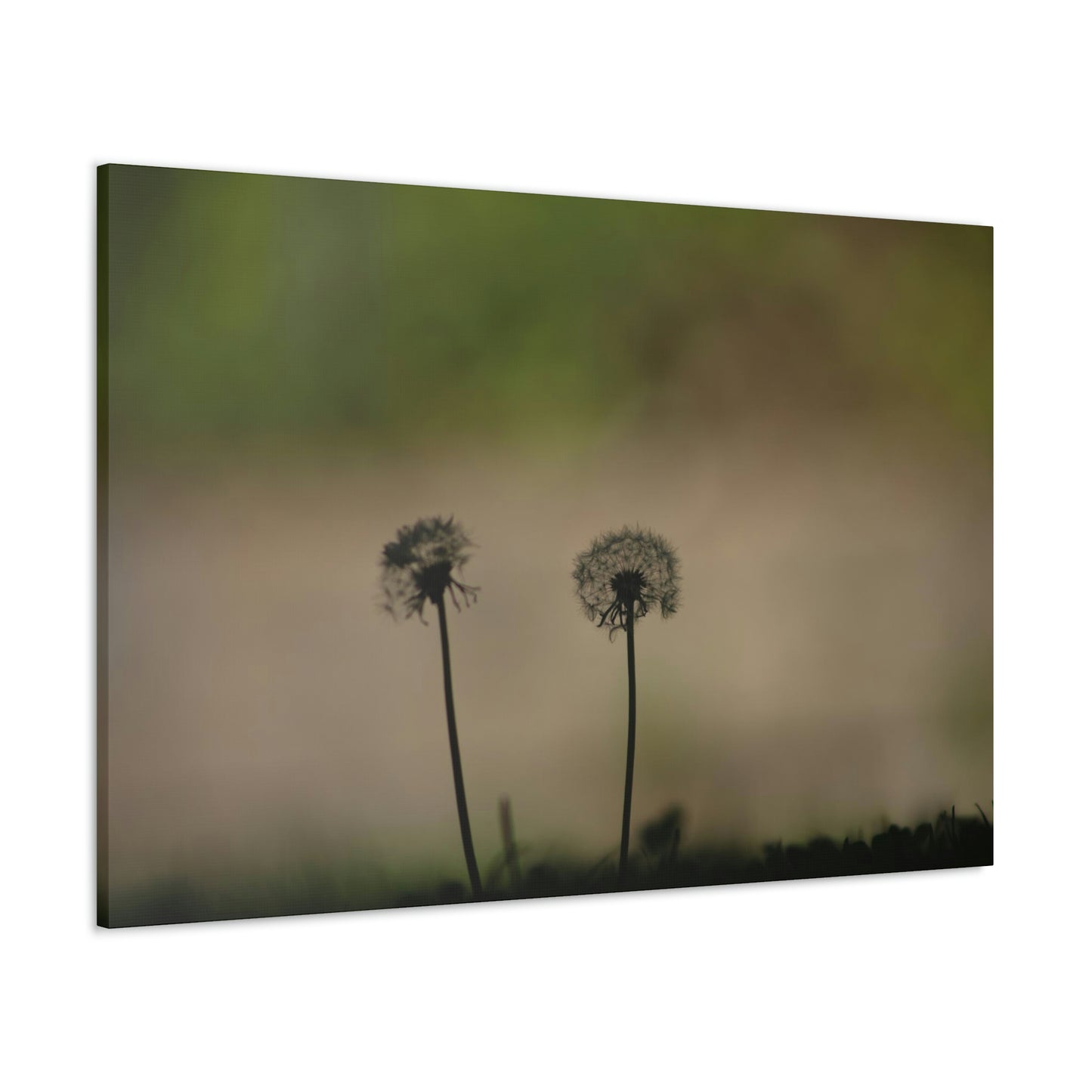 Dandelions Opposing Part 1 Canvas