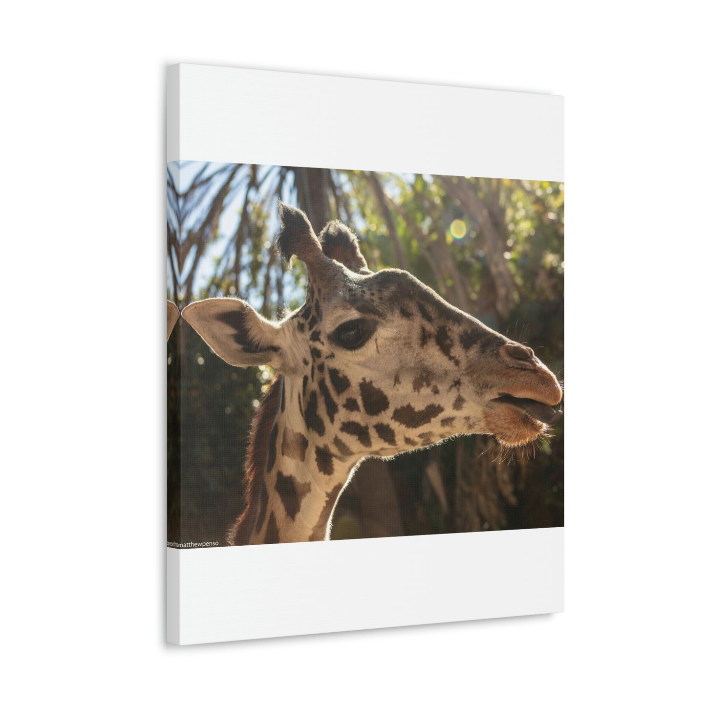 Smiling Giraffe Canvas