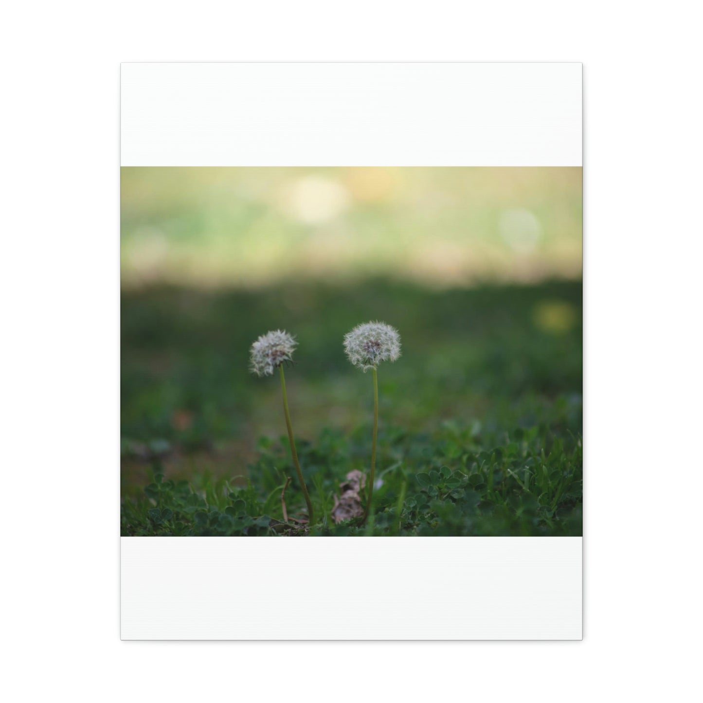 Dandelions Opposing Part 2 Canvas