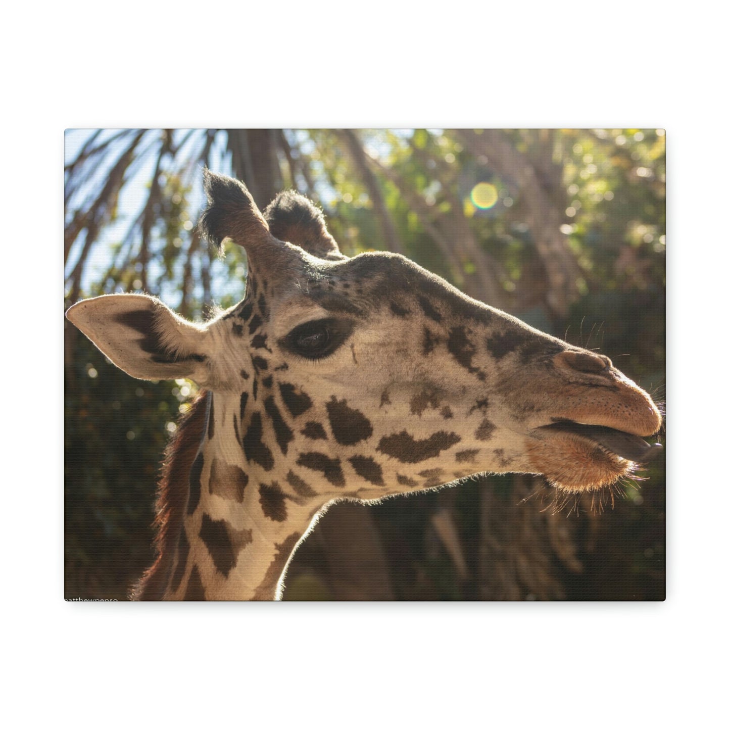 Smiling Giraffe Canvas