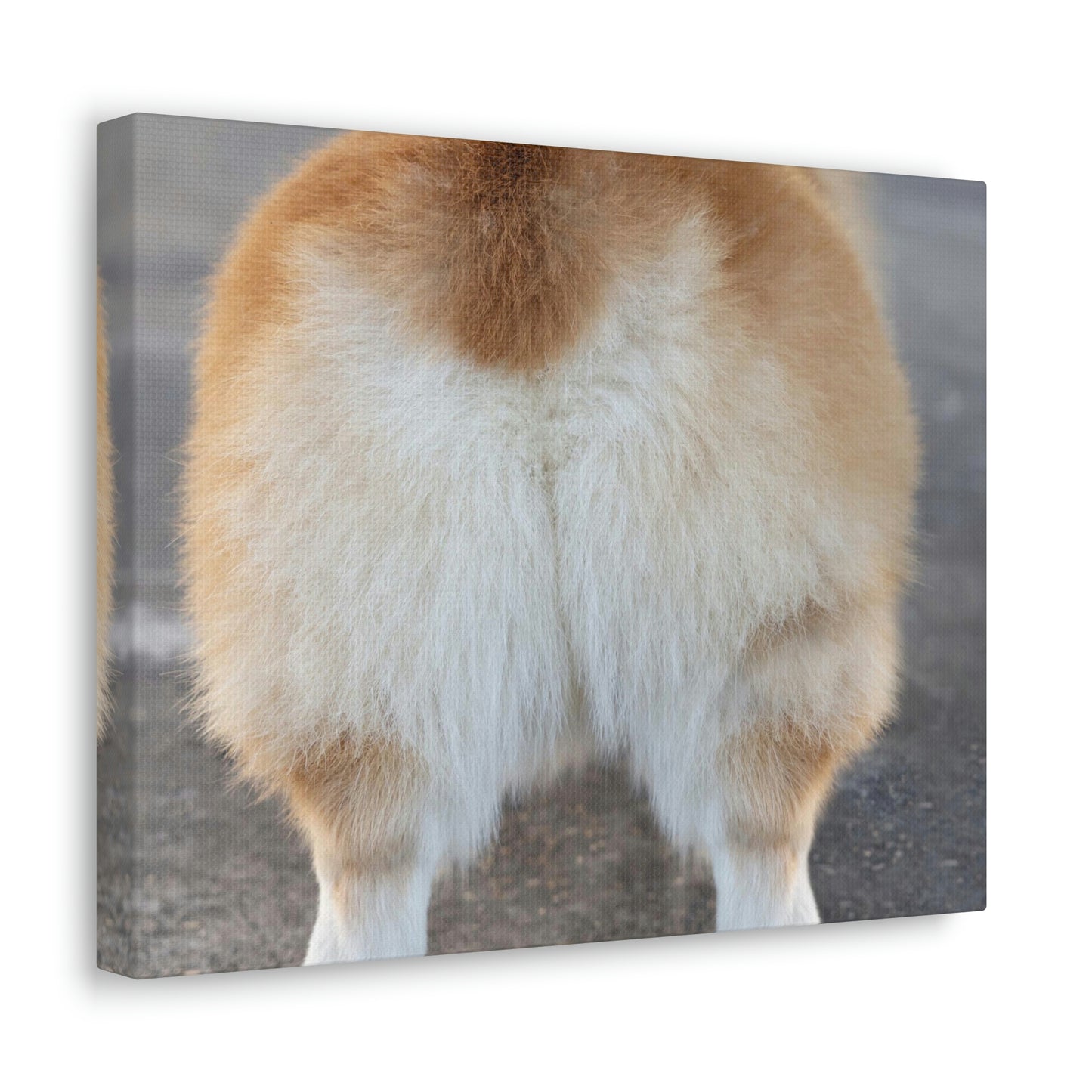 Corgi Butt Canvas