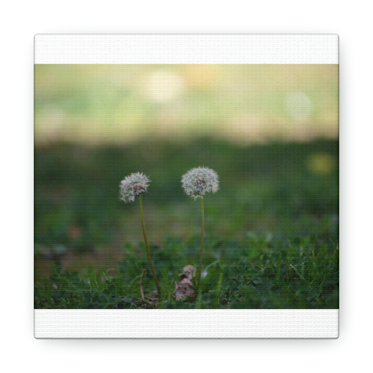 Dandelions Opposing Part 2 Canvas