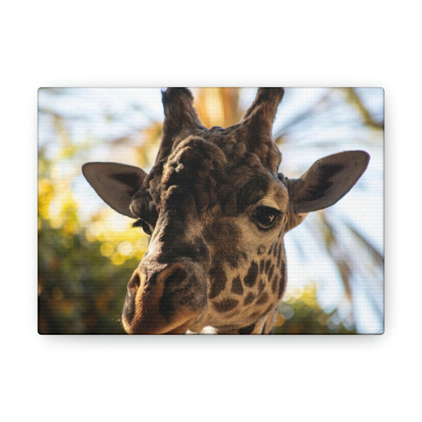 The Giraffe Says Hello Canvas