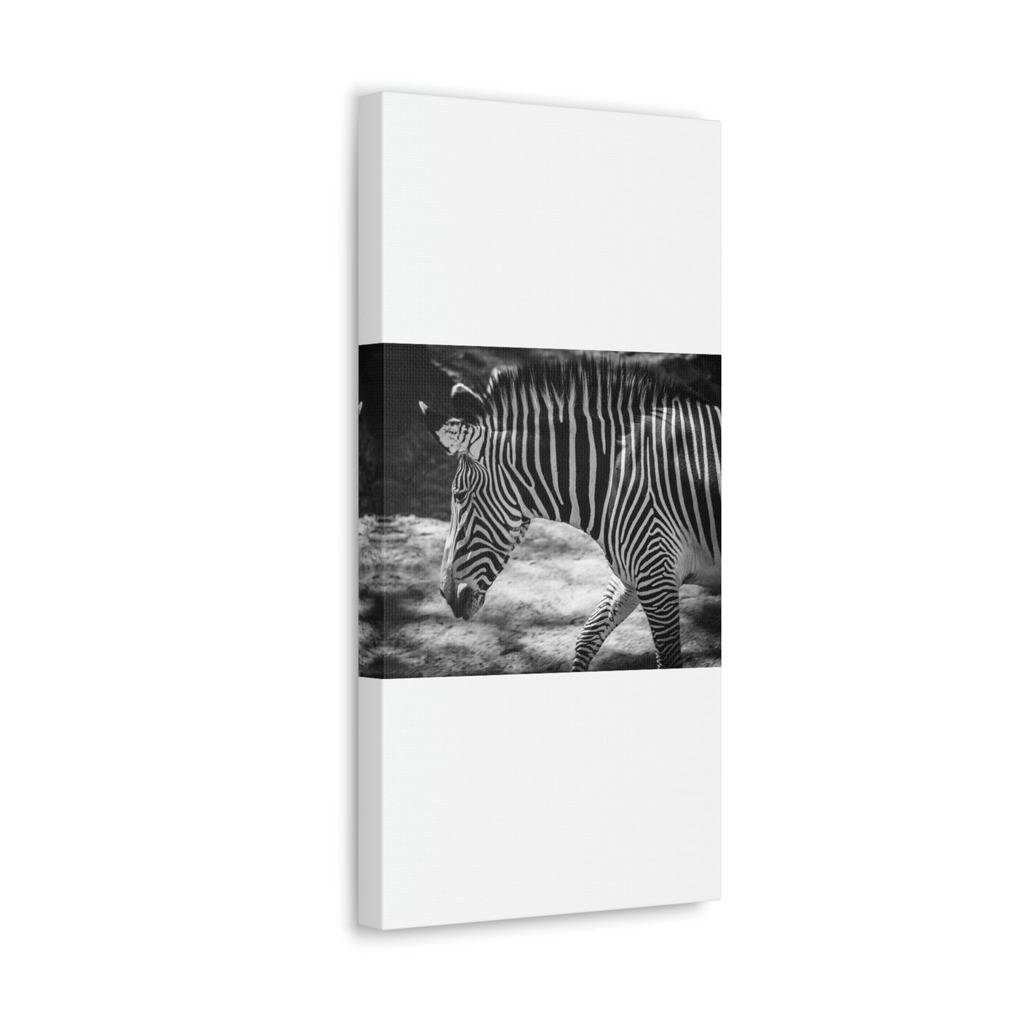 Zebra Bowing Canvas