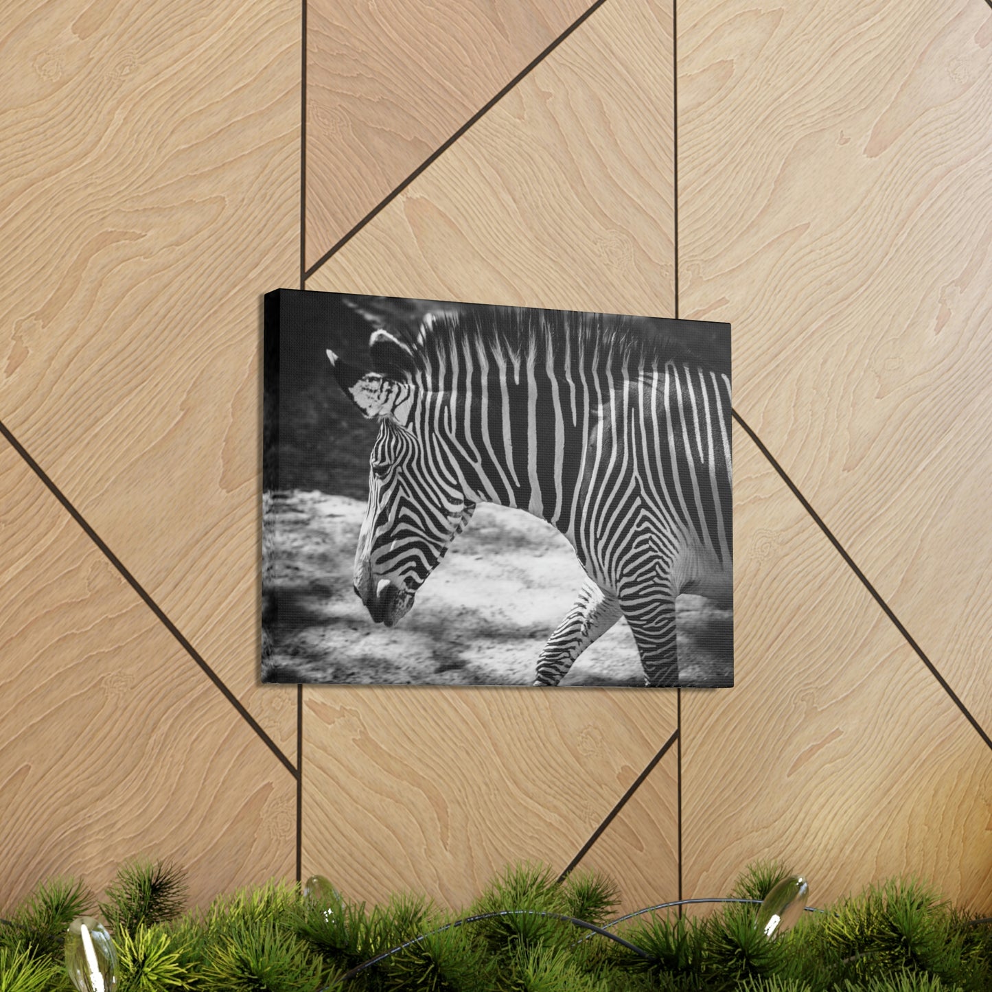 Zebra Bowing Canvas