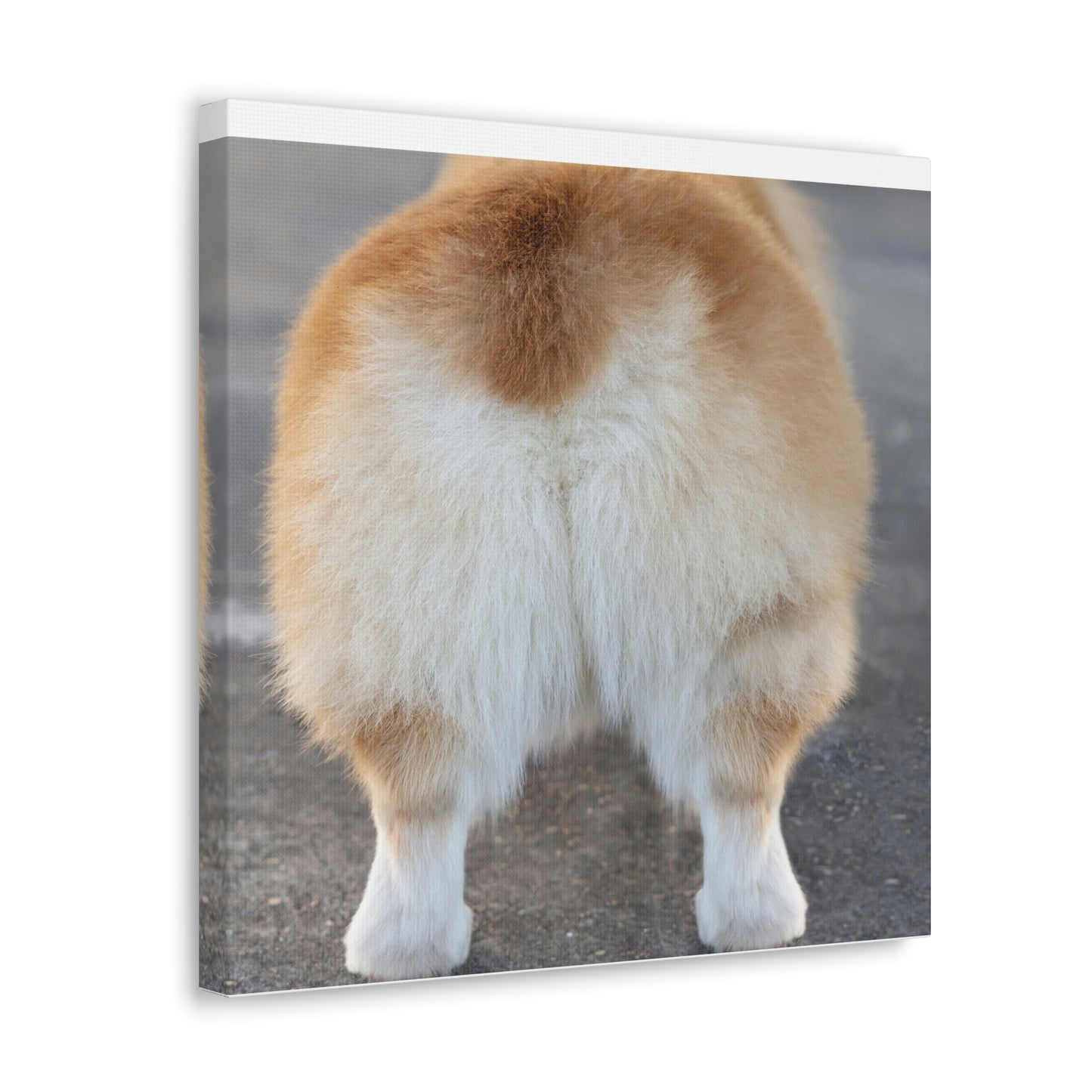 Corgi Butt Canvas