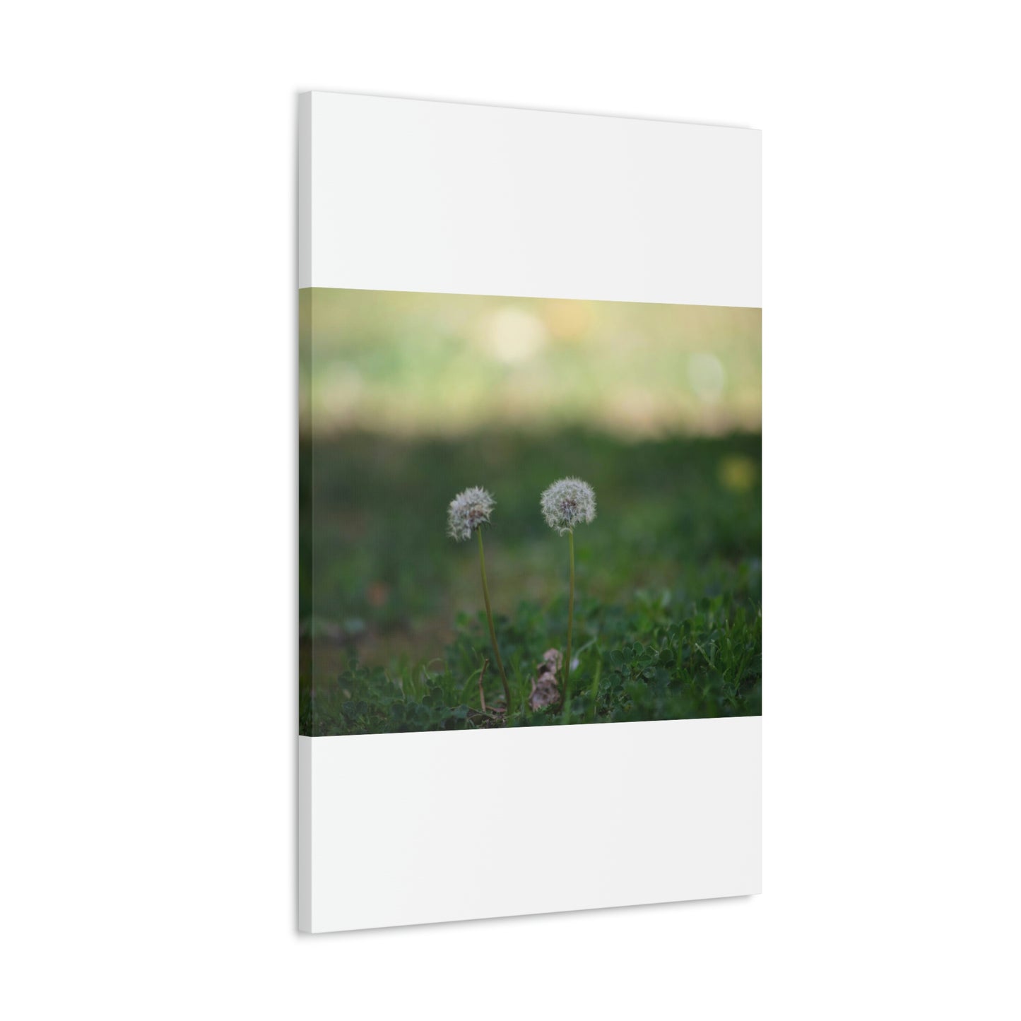 Dandelions Opposing Part 2 Canvas