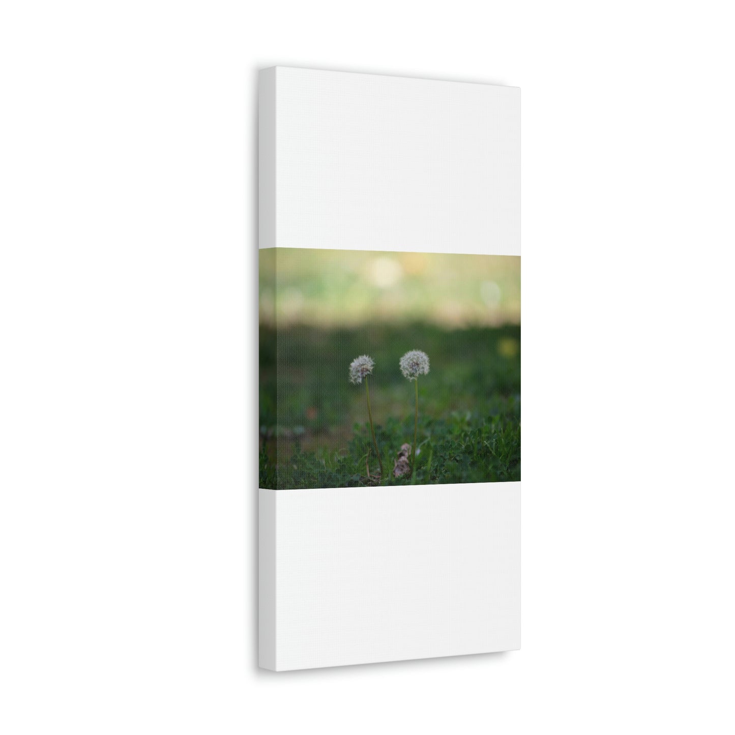 Dandelions Opposing Part 2 Canvas