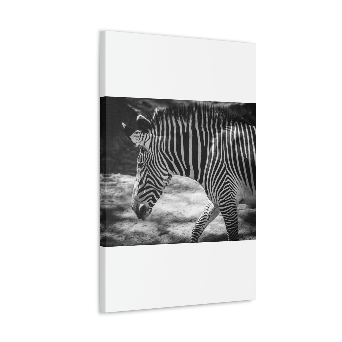 Zebra Bowing Canvas