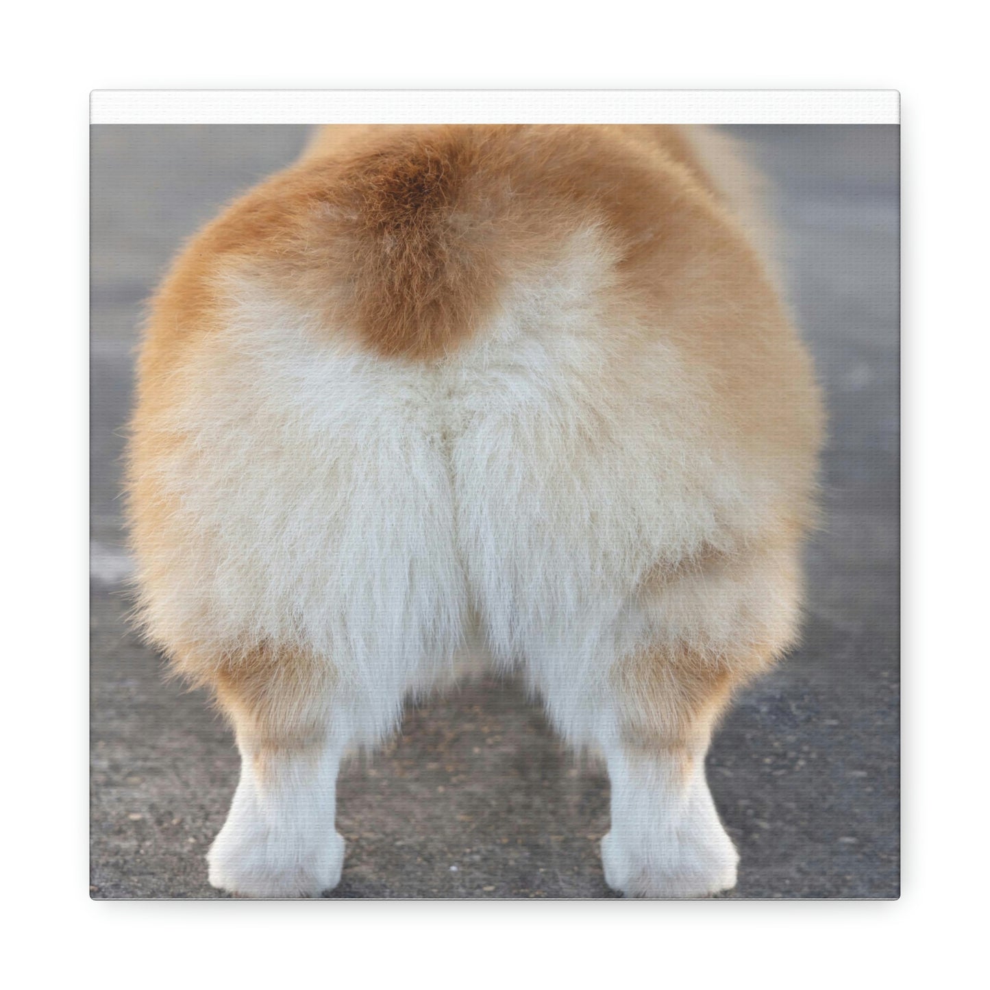 Corgi Butt Canvas