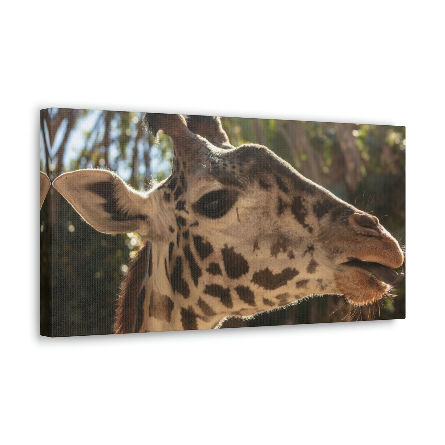 Smiling Giraffe Canvas