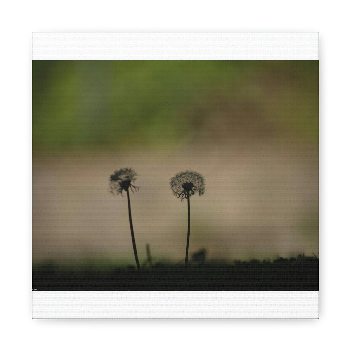 Dandelions Opposing Part 1 Canvas