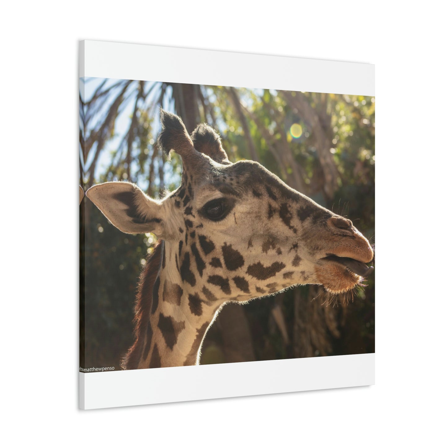 Smiling Giraffe Canvas