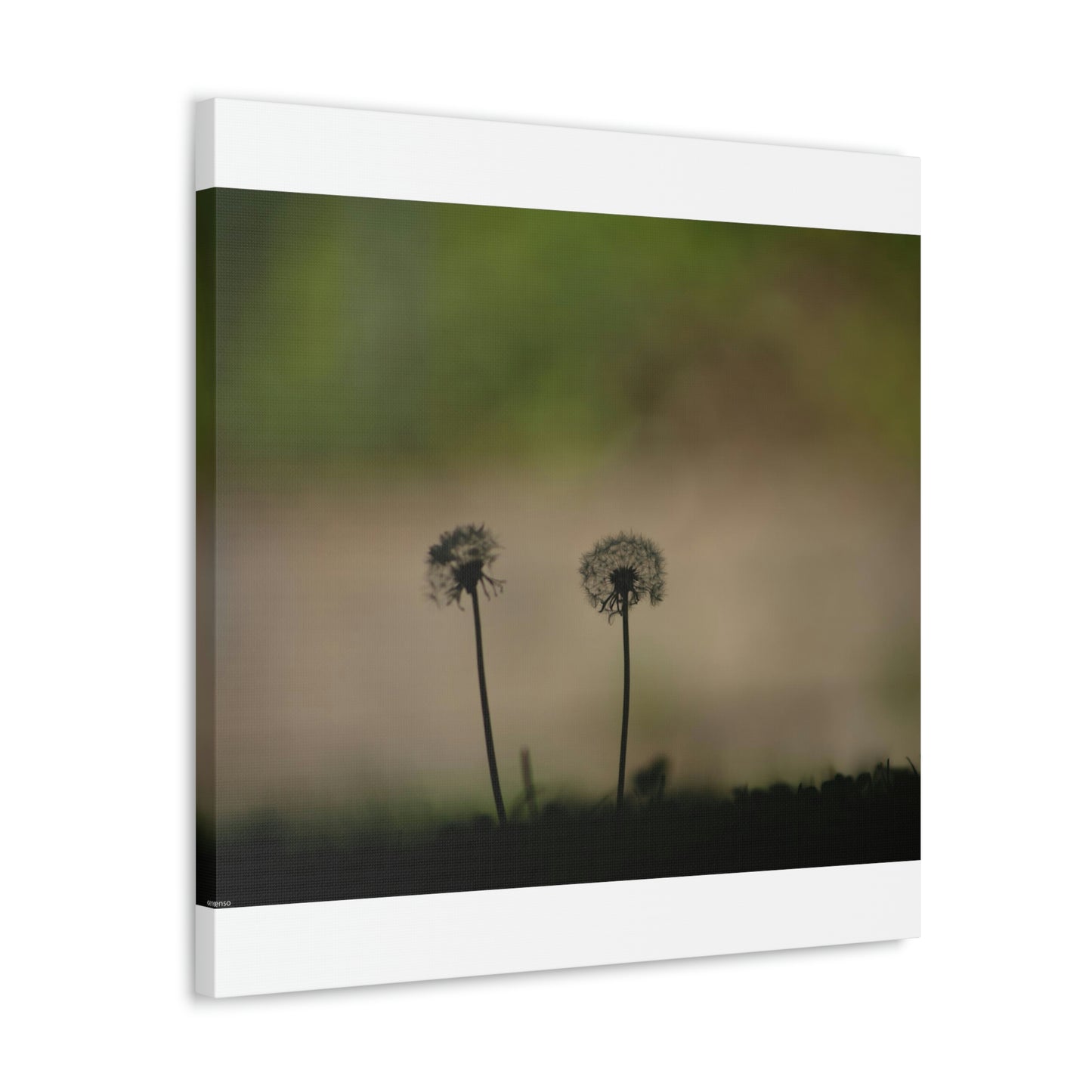 Dandelions Opposing Part 1 Canvas