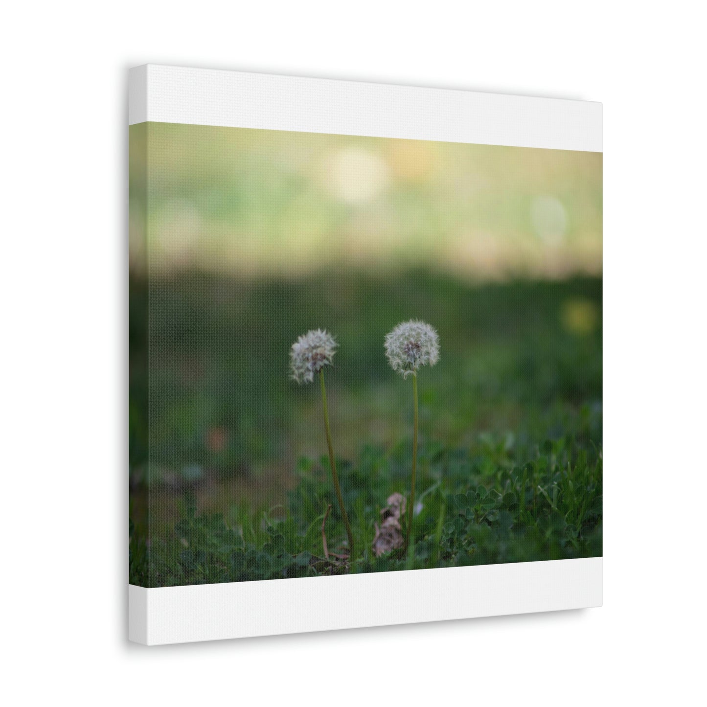 Dandelions Opposing Part 2 Canvas