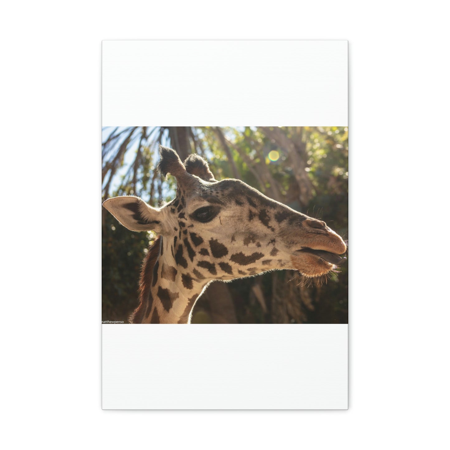 Smiling Giraffe Canvas