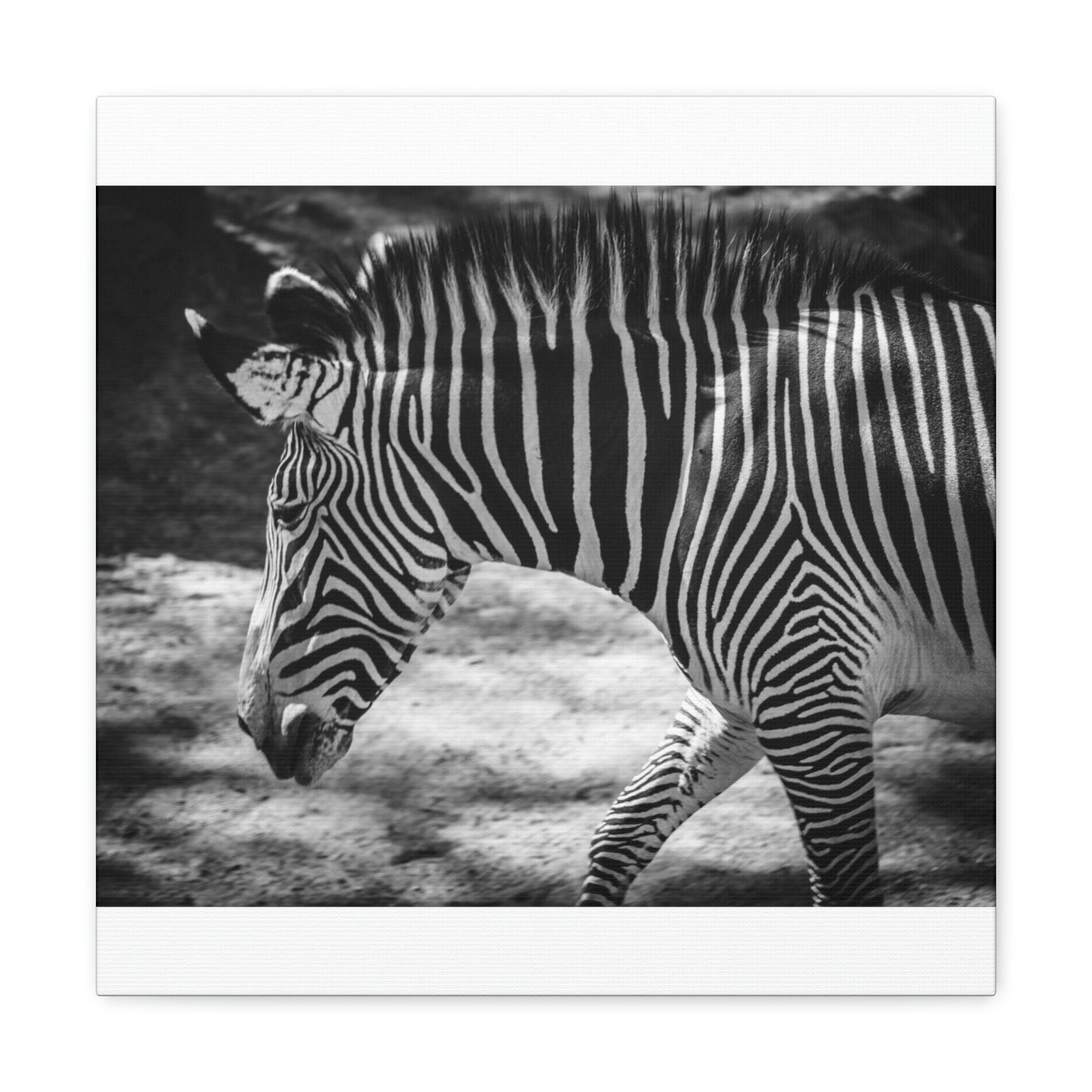 Zebra Bowing Canvas